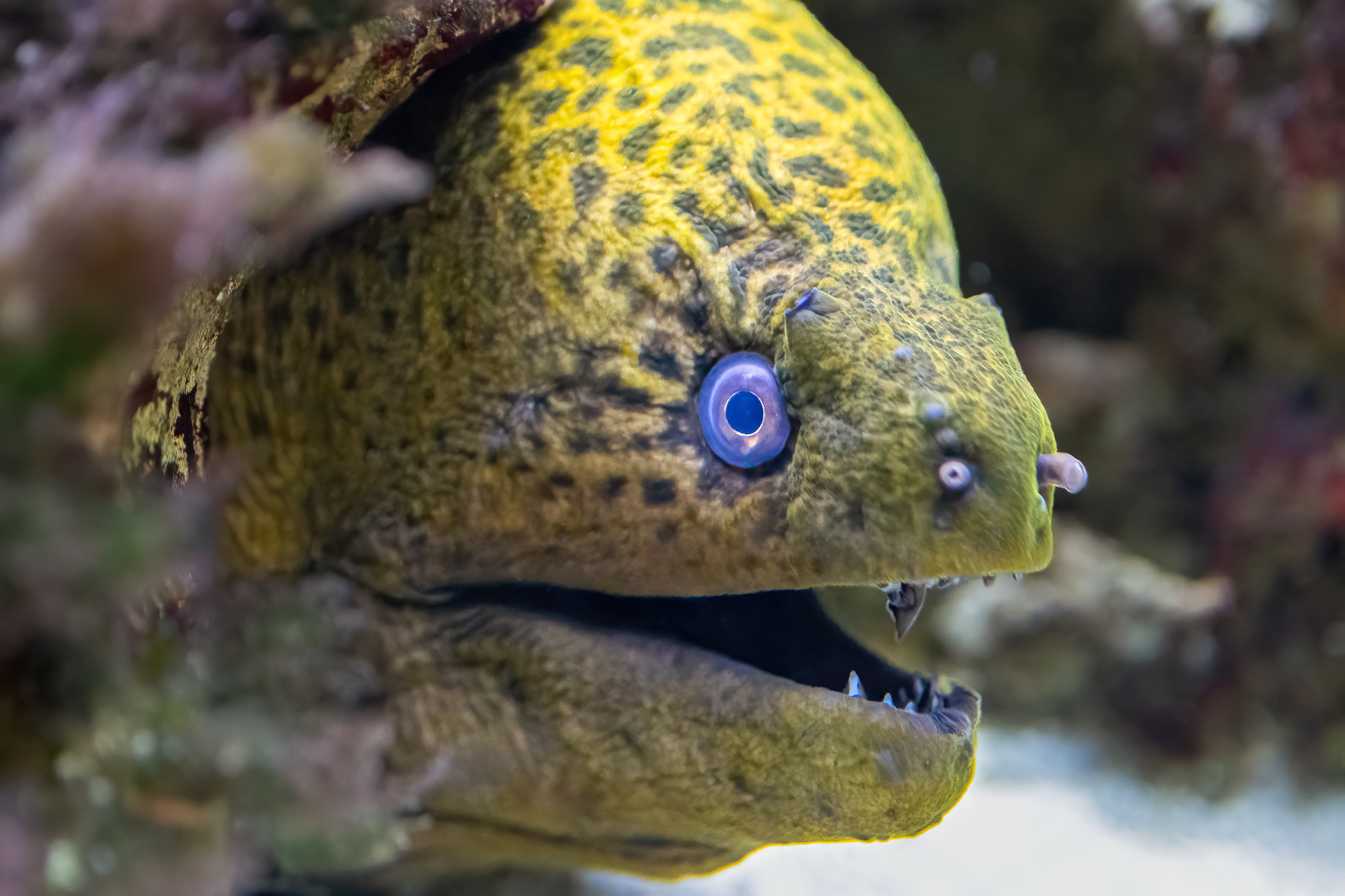 Muréna jávská (Gymnothorax javanicus)