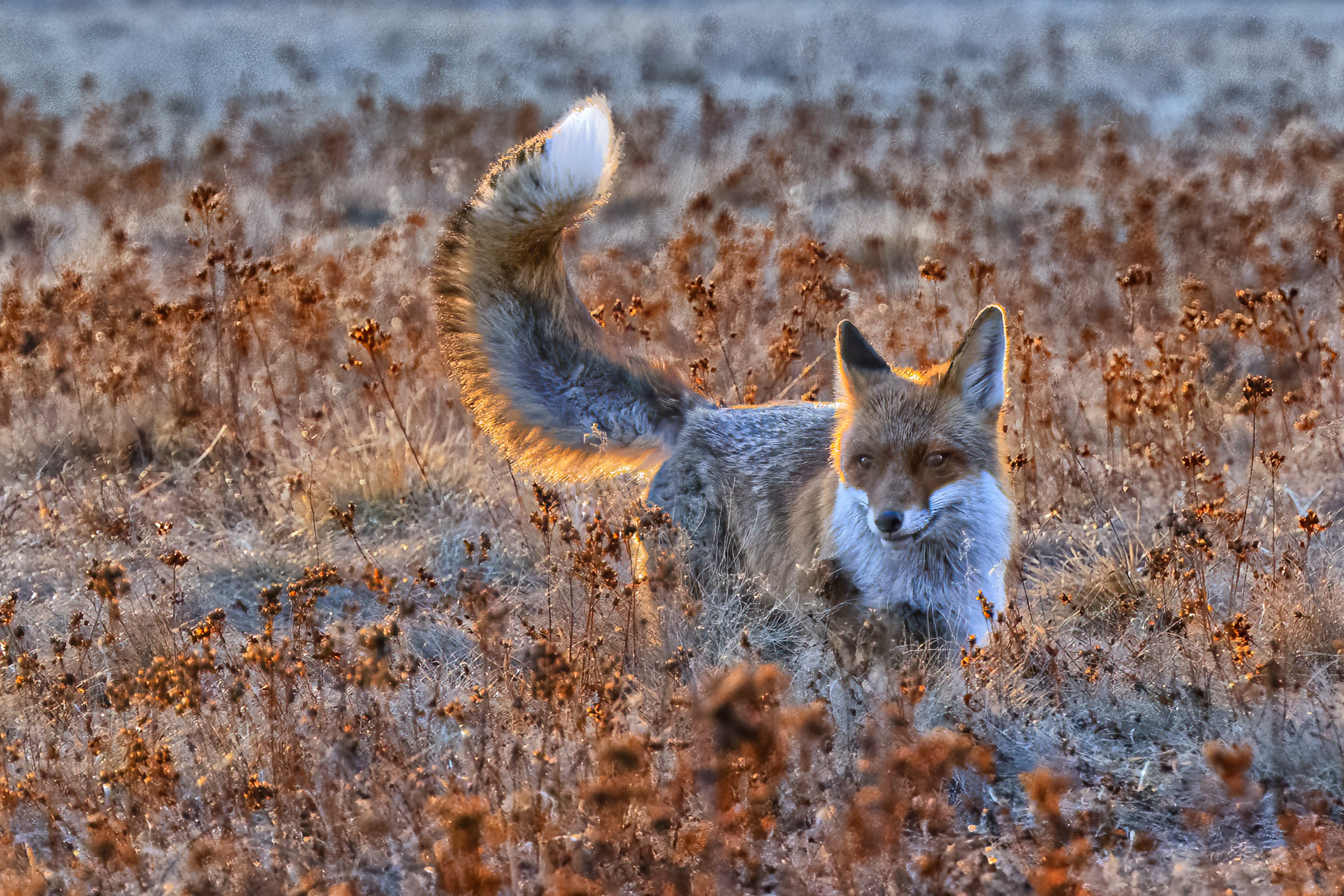 Liška obecná (Vulpes vulpes), Vysočina, 03/2022