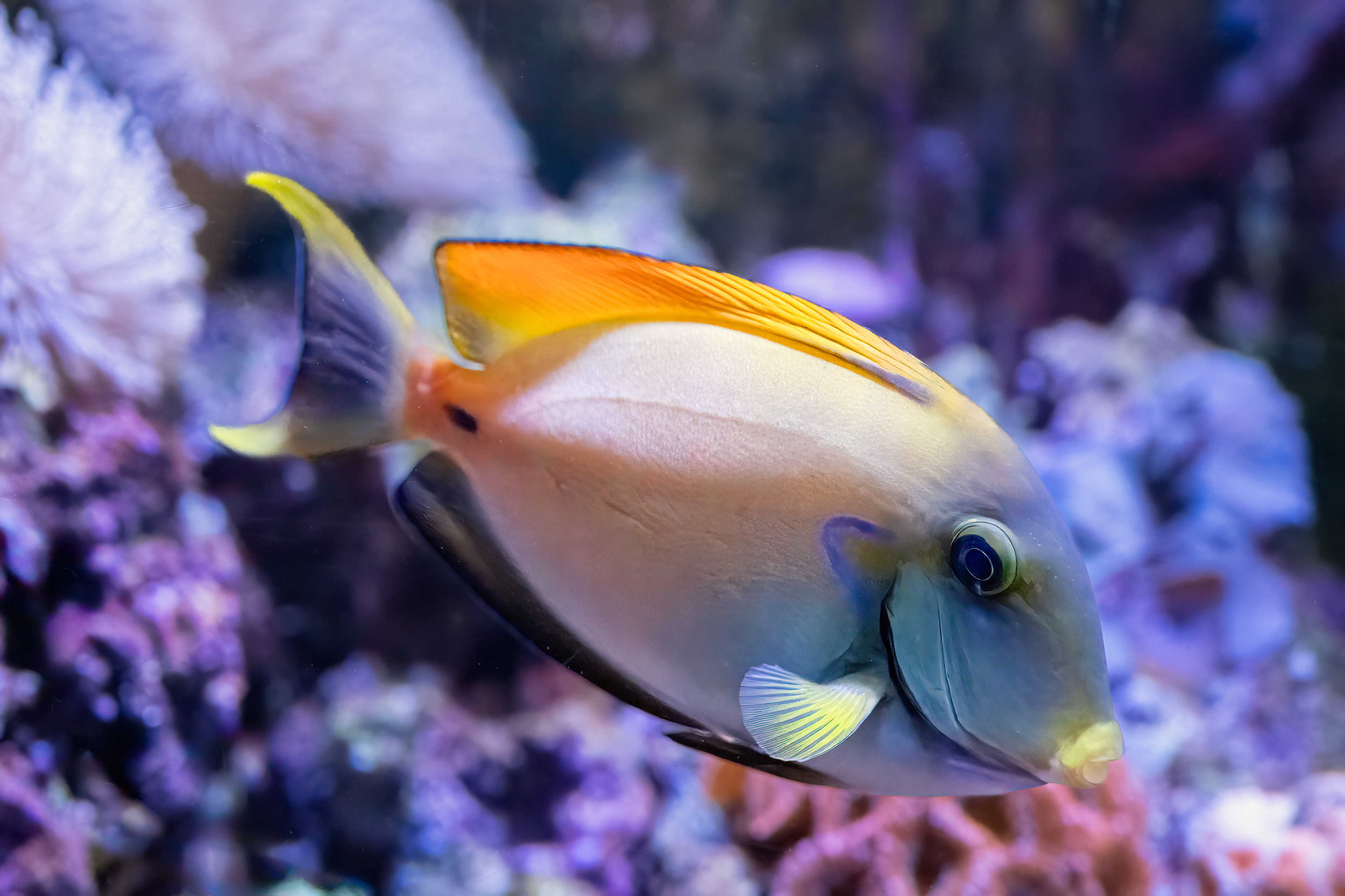 Bodlok bahamský (Acanthurus bariene)