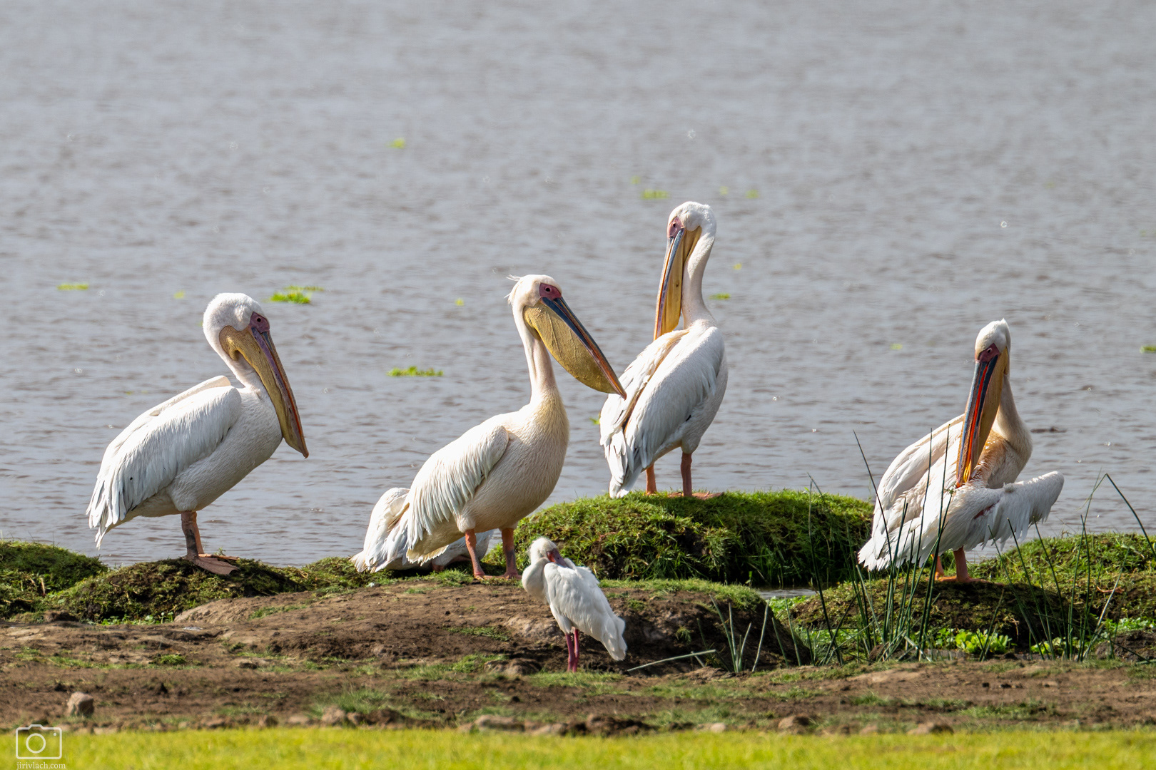 Pelikán bílý (Pelecanus onocrotalus), Kenya, 12/2025