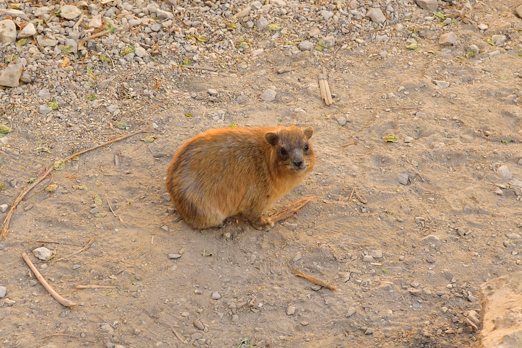 Daman, Ein Gedi Reserve, 12/2017