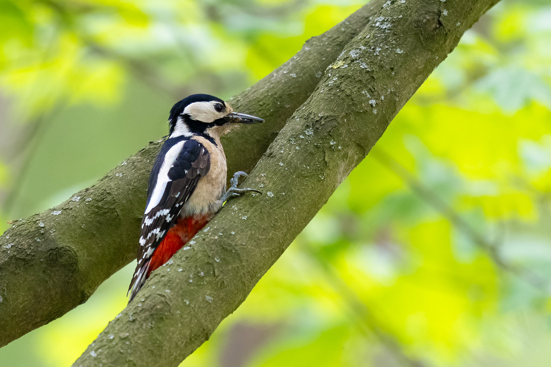 Strakapoud velký (Dendrocopos major), Štěpánka, 04/2024