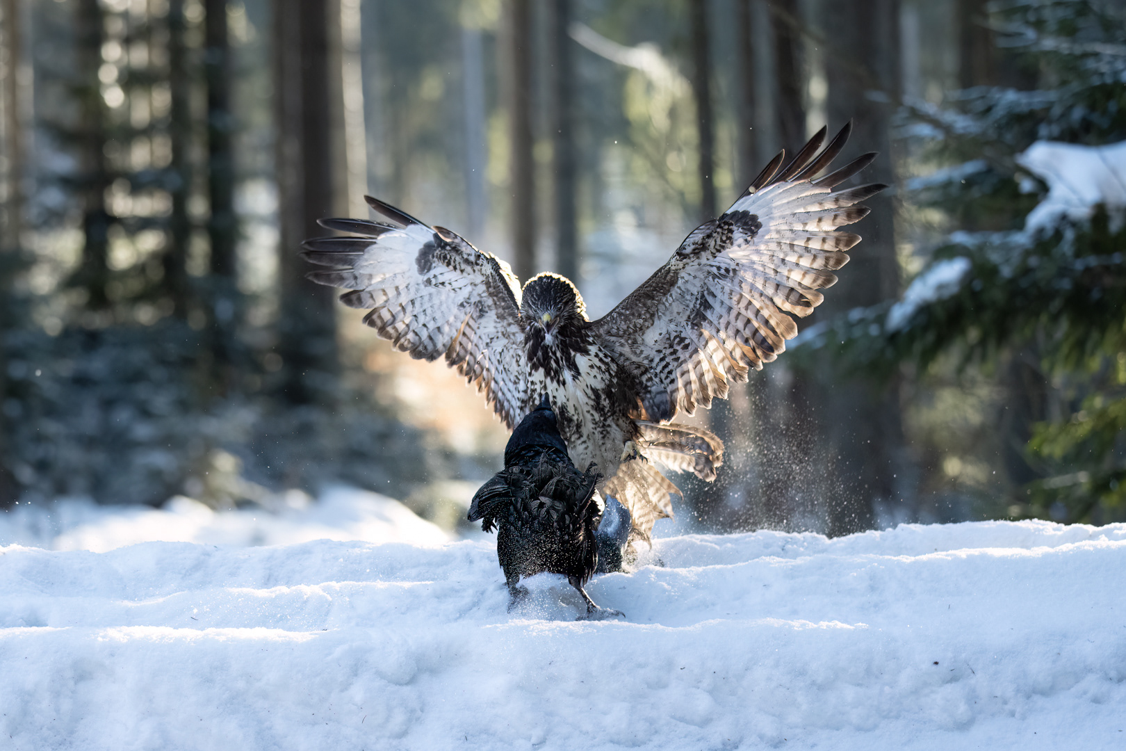 Káně lesní (Buteo buteo), Vysočina, 02/2023