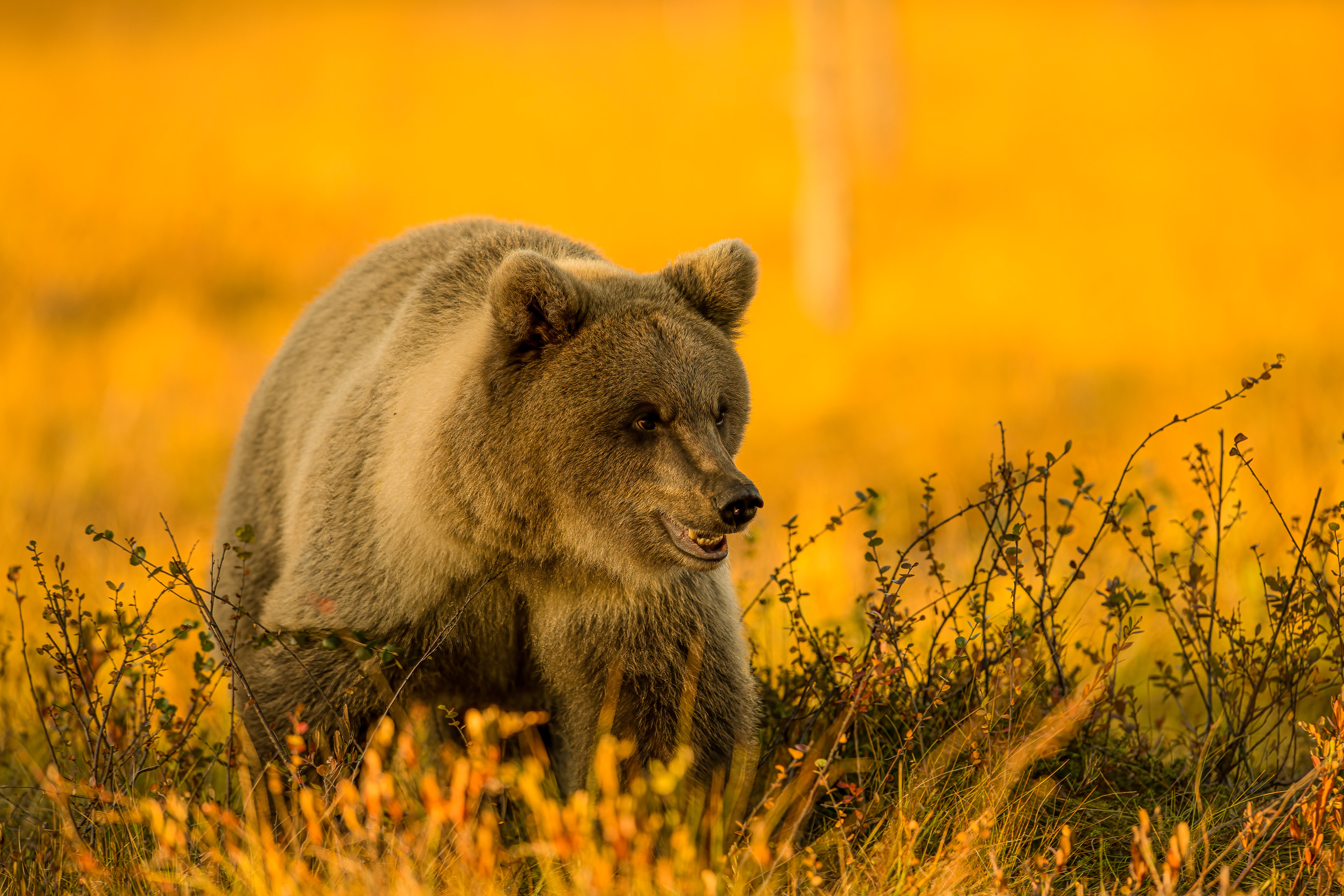 Medvěd hnědý (Ursus arctos), Finsko, 09/2022