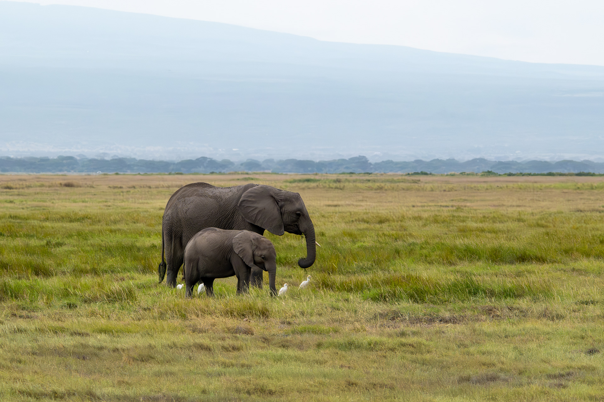 Slon africký (Loxodonta africana), Keňa - NP Amboseli, 12/2025