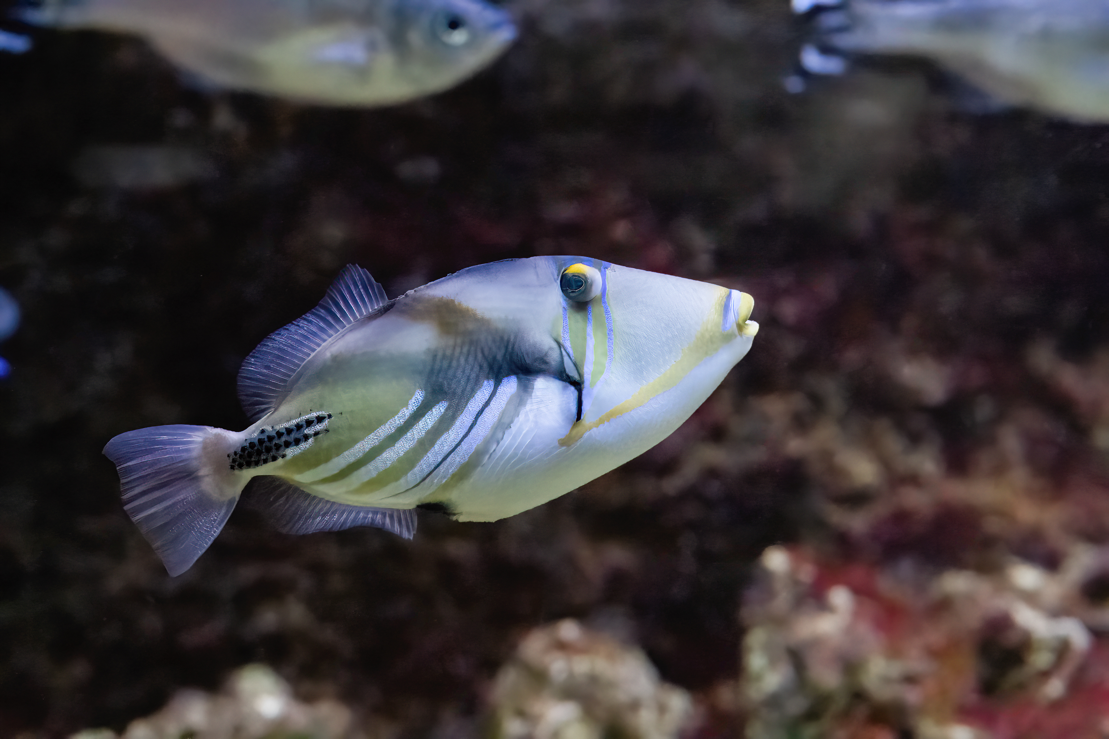 Ostenec Picassův (Rhinecanthus aculeatus)