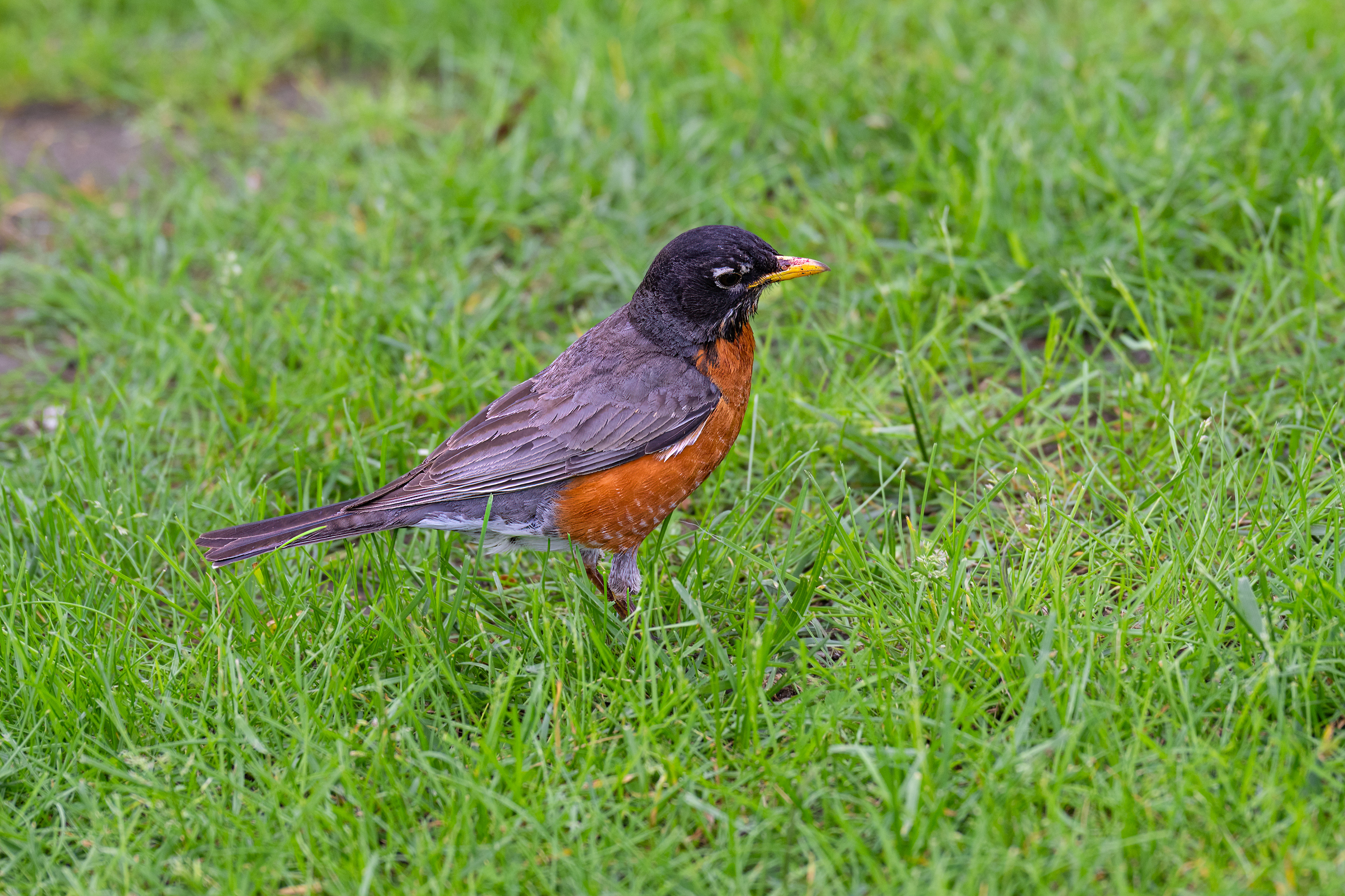 Drozd stěhovavý (American robin, Turdus migratorius), Roosevelt Island, New York, USA, 5/2025