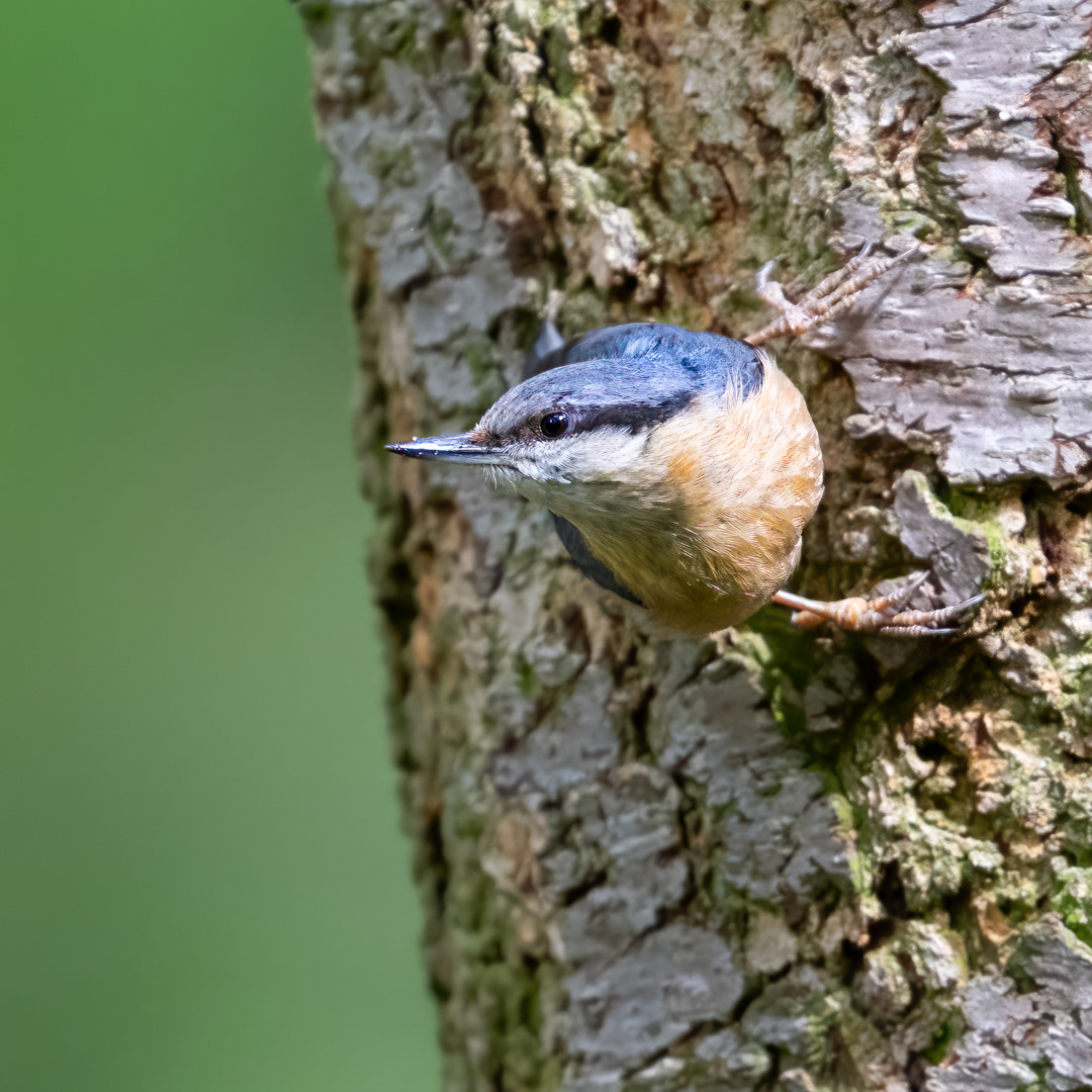 Brhlík lesní (Sitta europaea), Štěpánka, 04/2024
