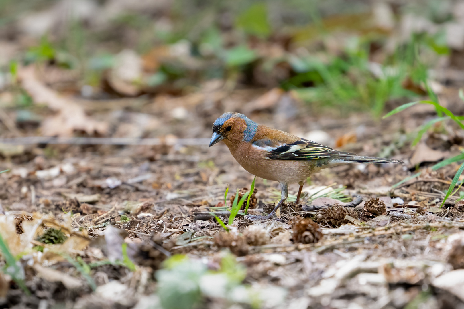 Pěnkava obecná (Fringilla coelebs), Štěpánka 04/2024
