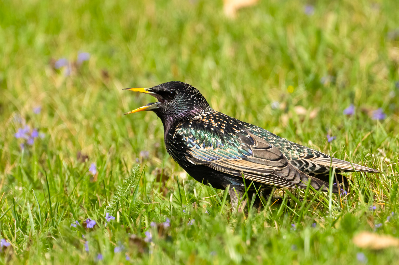 Špaček obecný (Sturnus vulgaris), Pyšely, 04/2024