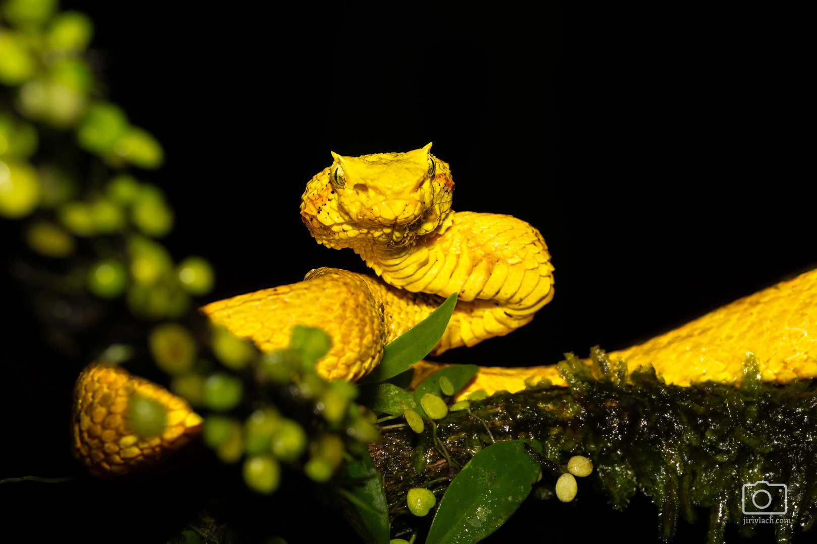 Křovinář ostnitý (Eyelash viper, Bothriechis schlegelii)