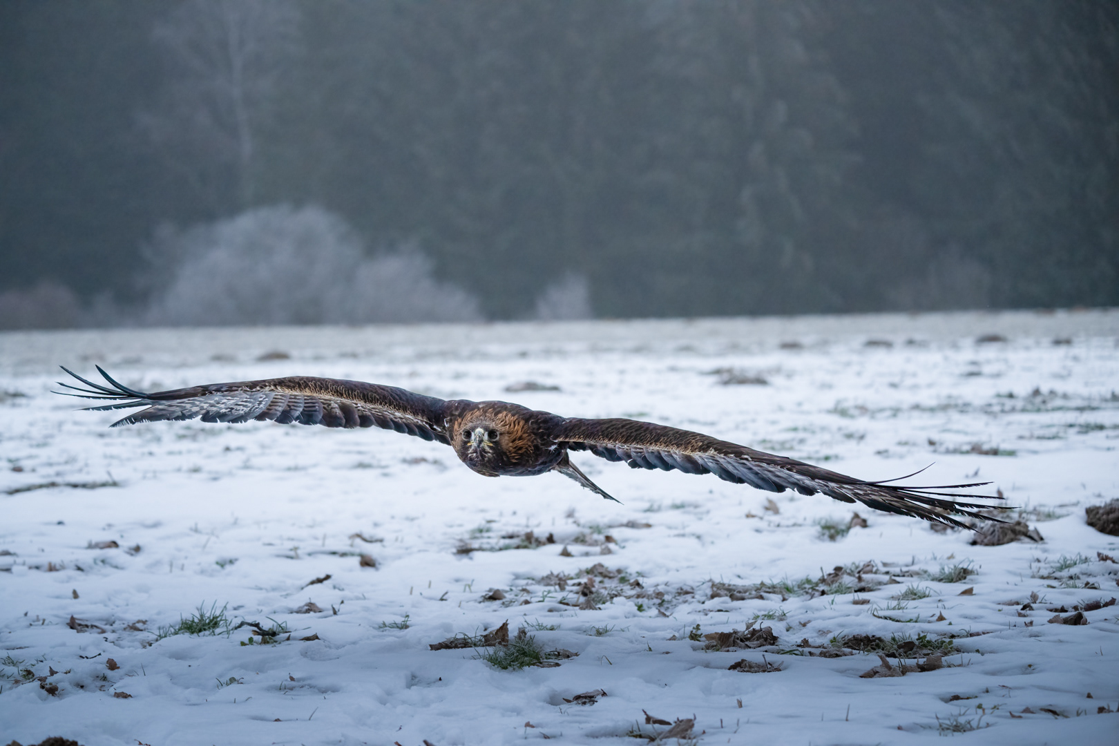 Orel skalní (Aquila chrysaetos), Vysočina, 03/2023