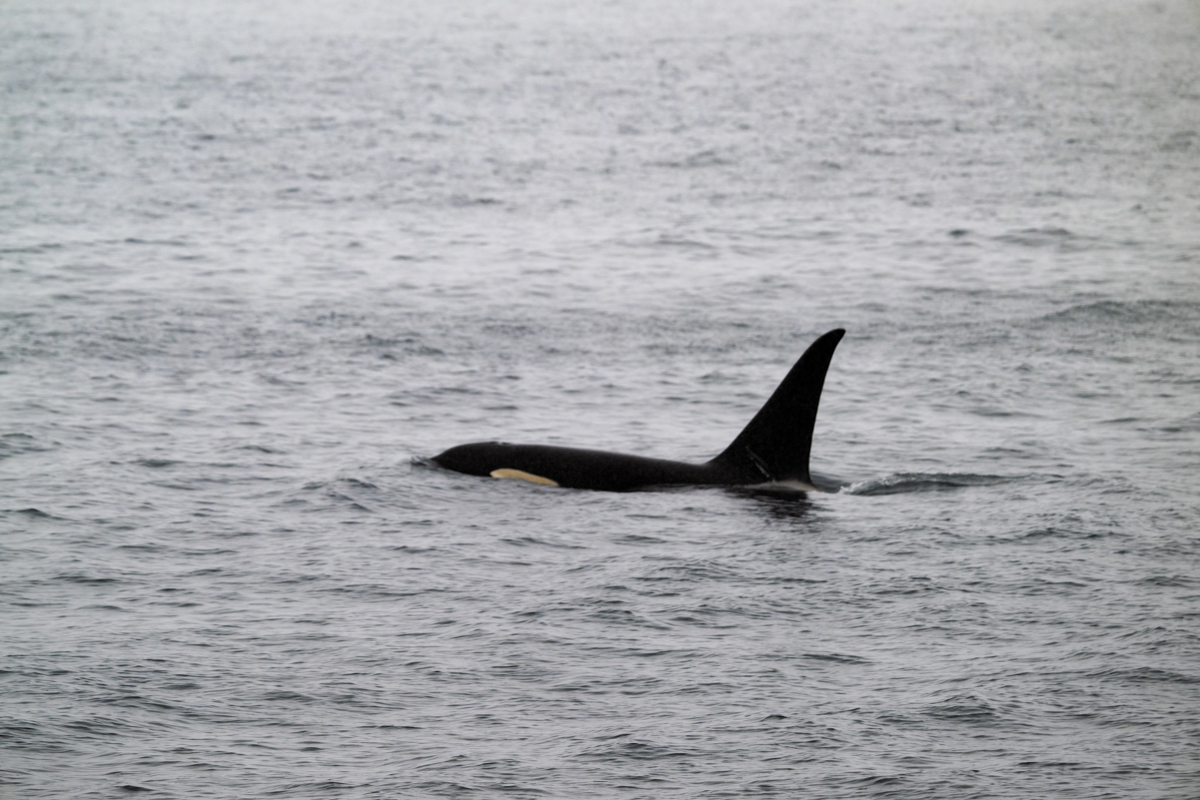Kosatka dravá (Orcinus orca), Aljaška, 07/2023
