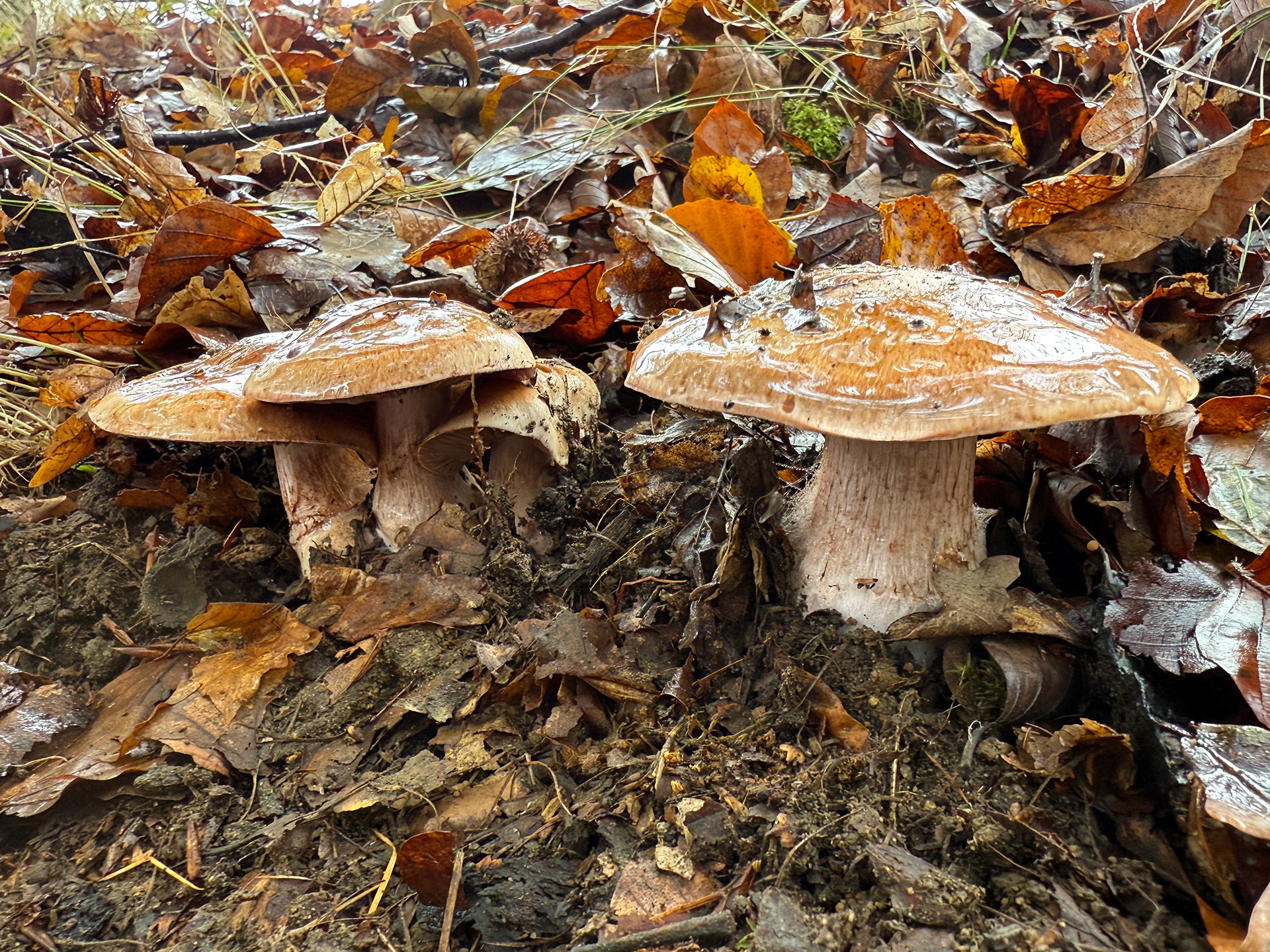 Pavučinec (Cortinarius glaucopus?)