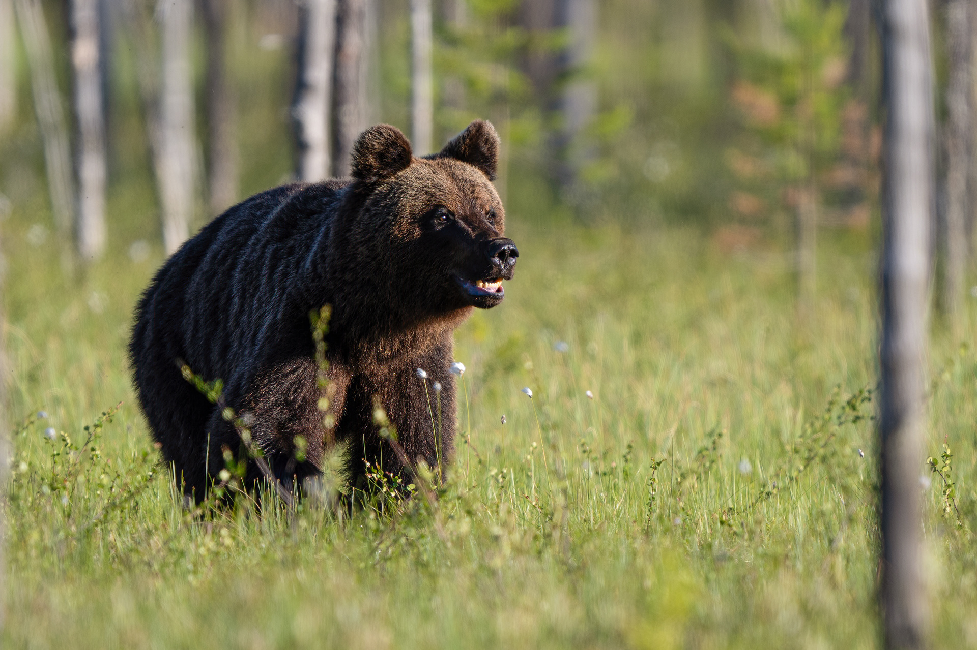 Medvěd hnědý (Ursus arctos), Finsko