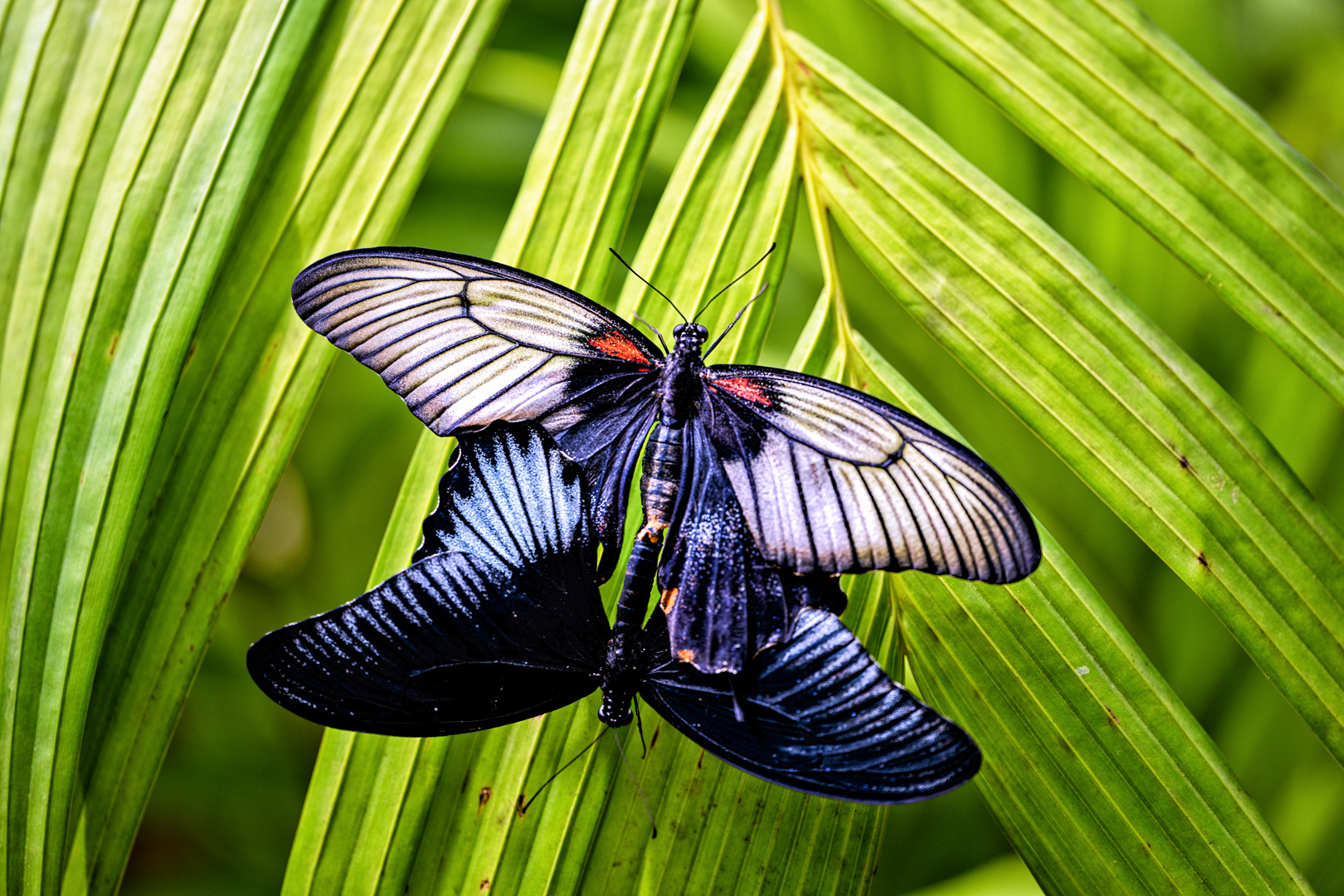 Papilio memnon kopulace, Fata Morgana, Praha, 05/2022