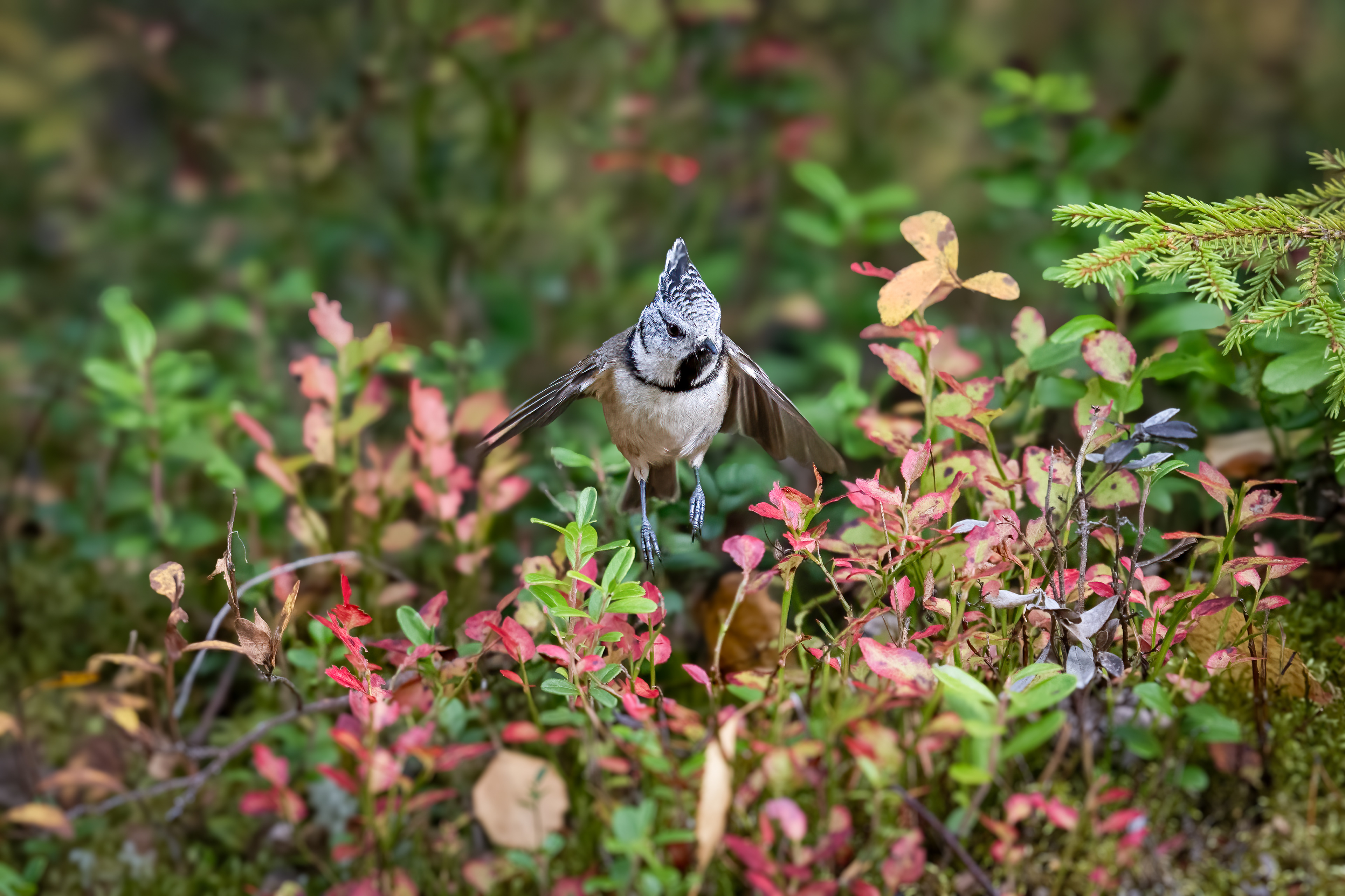 Sýkora parukářka (Parus cristatus), Finsko, 09/2025