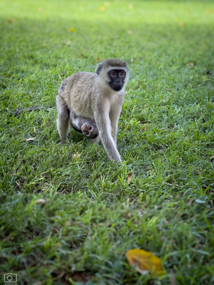 Kočkodan obecný (Chlorocebus pygerythrus), Kenya, 12/2025