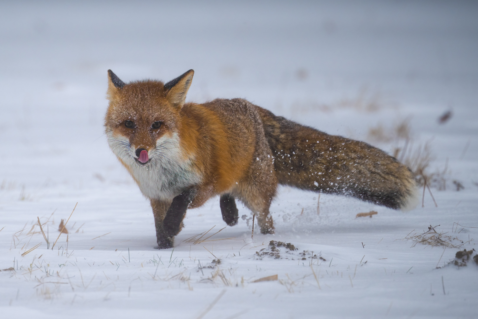 Liška obecná (Vulpes vulpes), Vysočina, 03/2023