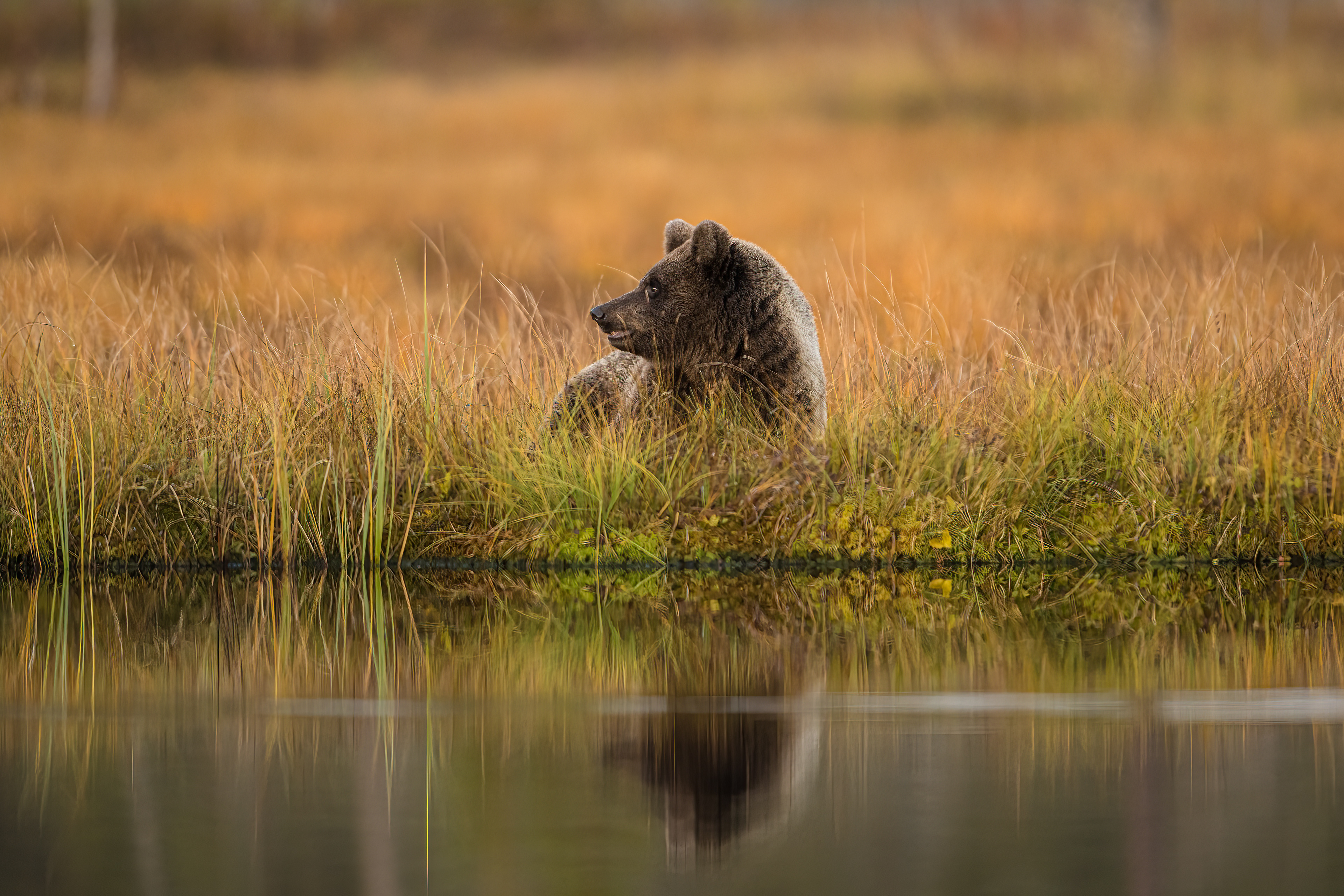 Medvěd hnědý (Ursus arctos), Finsko, 09/2022