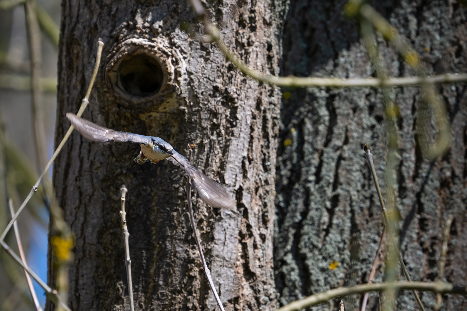 Brhlík lesní (Sitta europaea), Lštění, 04/2024