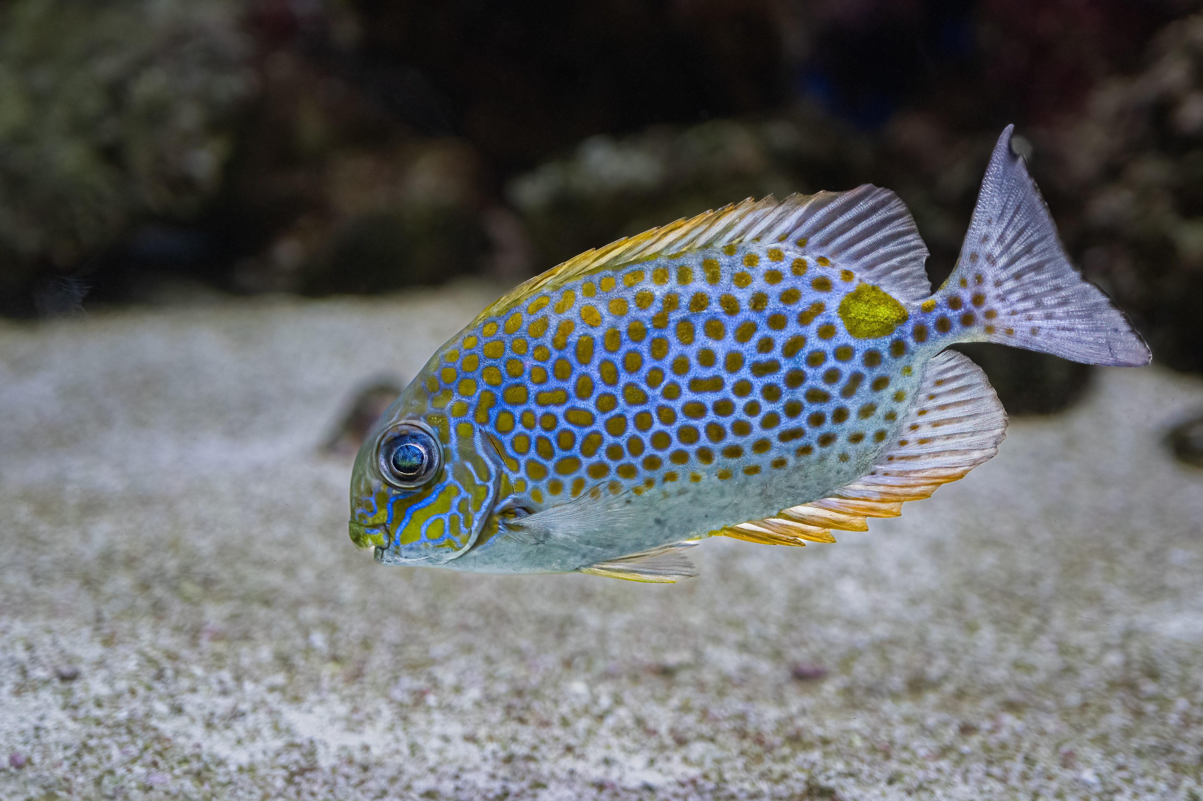 Králíčkovec skvrnitý (Siganus guttatus)