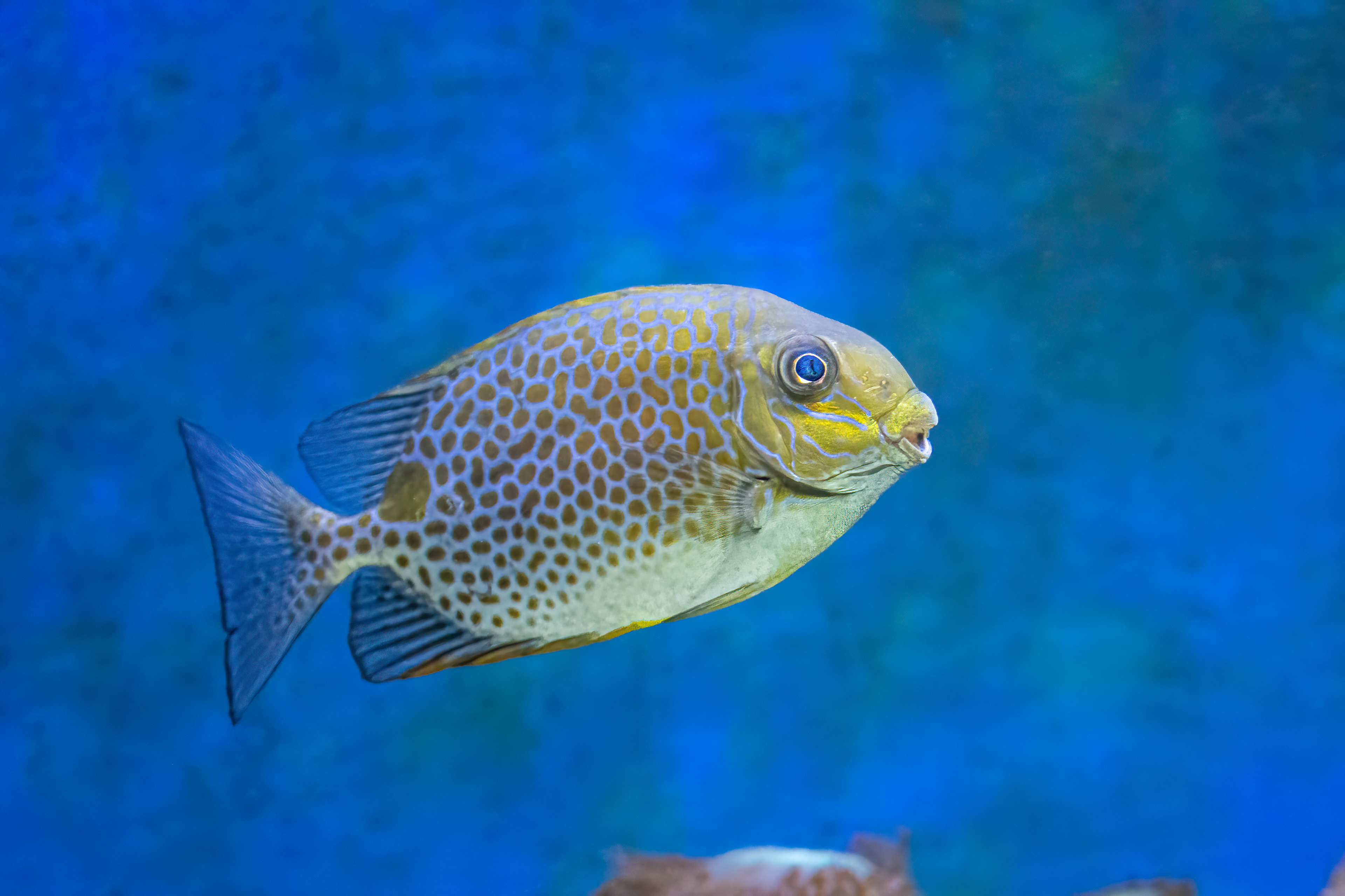 Králíčkovec skvrnitý (Siganus guttatus)