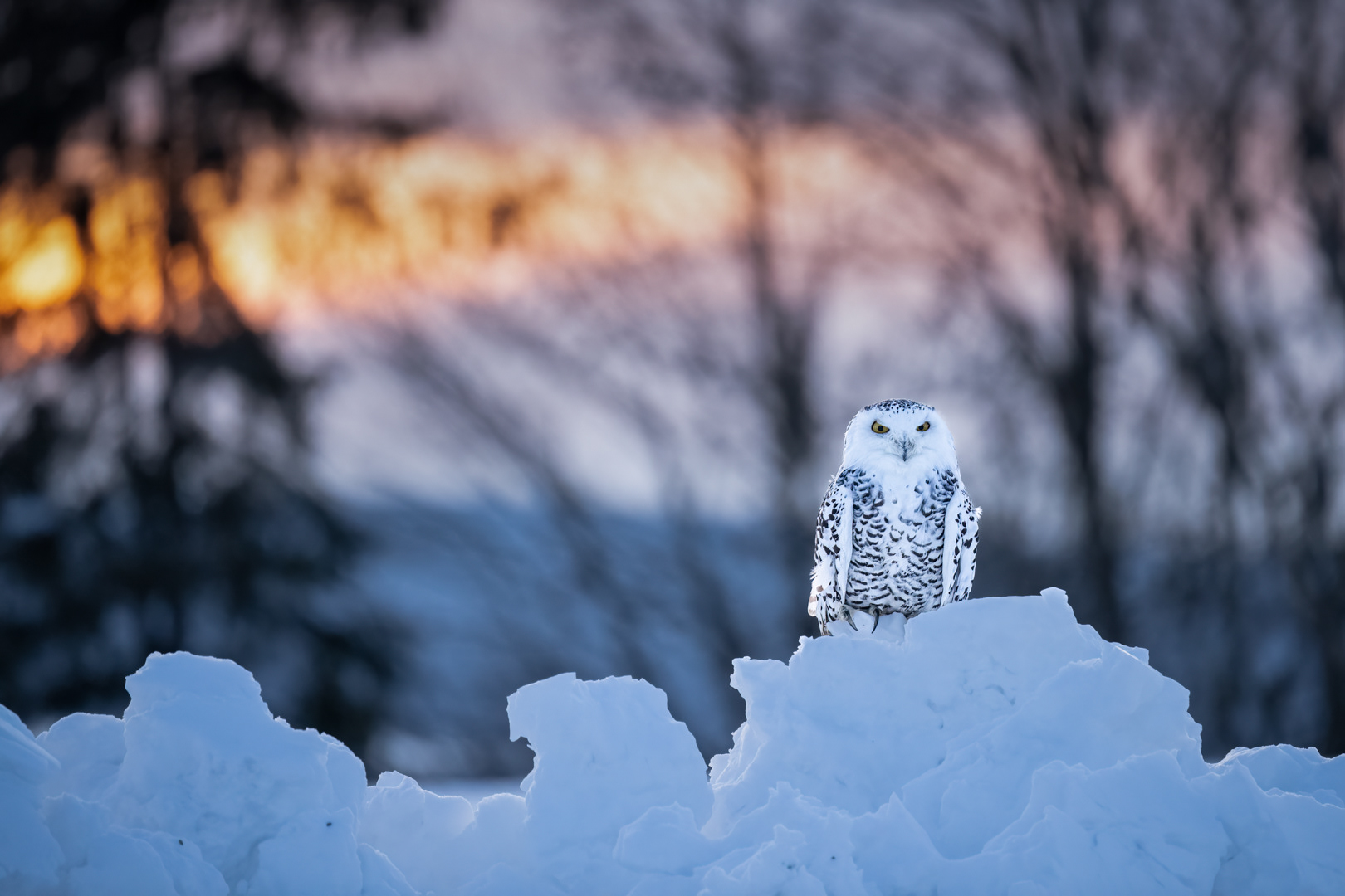 Sovice sněžní (Bubo scandiacus), Vysočina, 02/2023