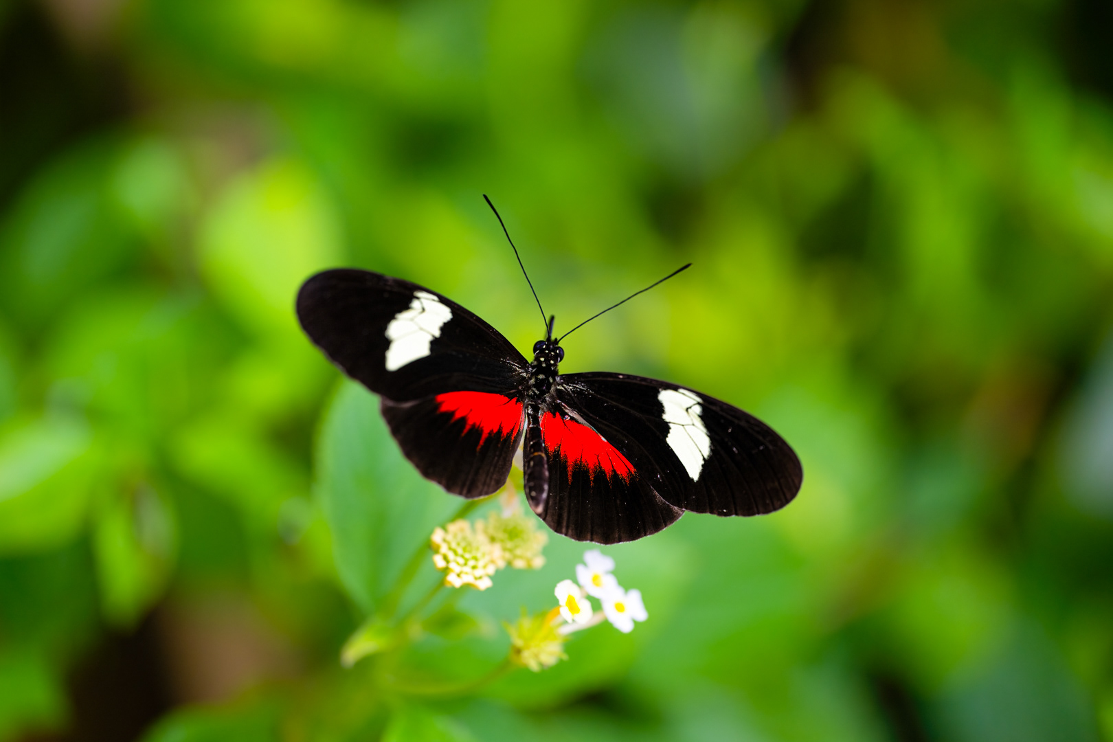 Heliconius melpomene (Postman butterfly), Fata Morgana, Praha, 05/2024