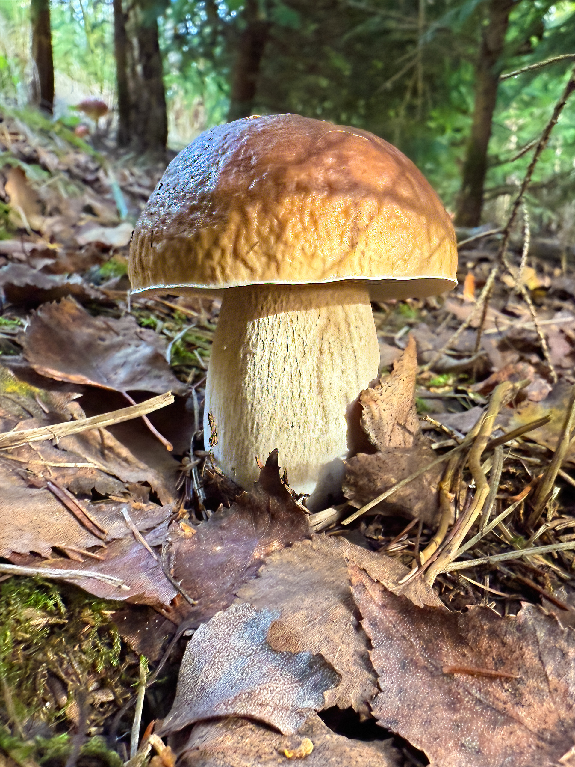 Hřib smrkový (Boletus edulis)