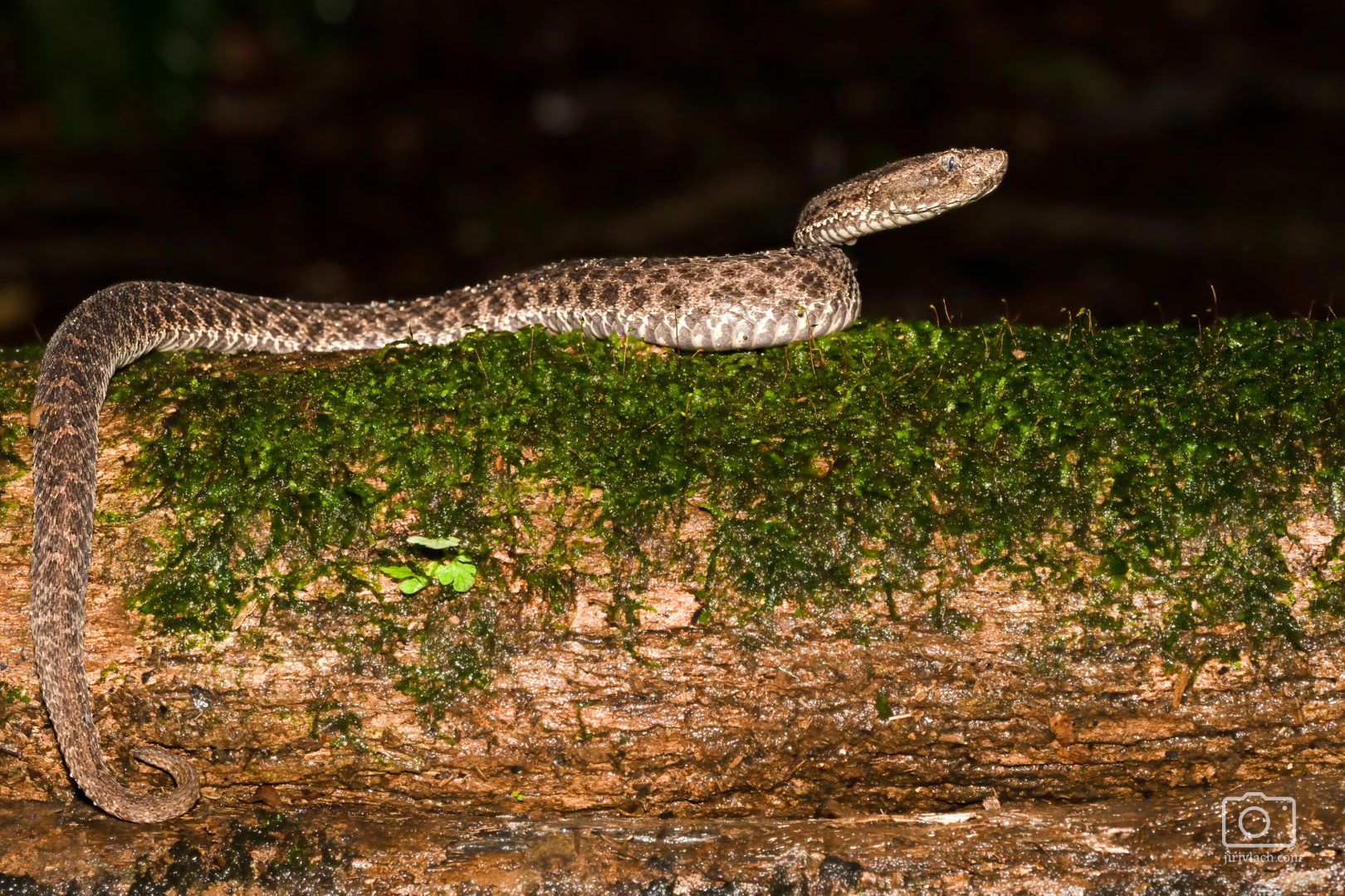 Porthidium ophryomegas (Dry forest Hognosed pit Viper)