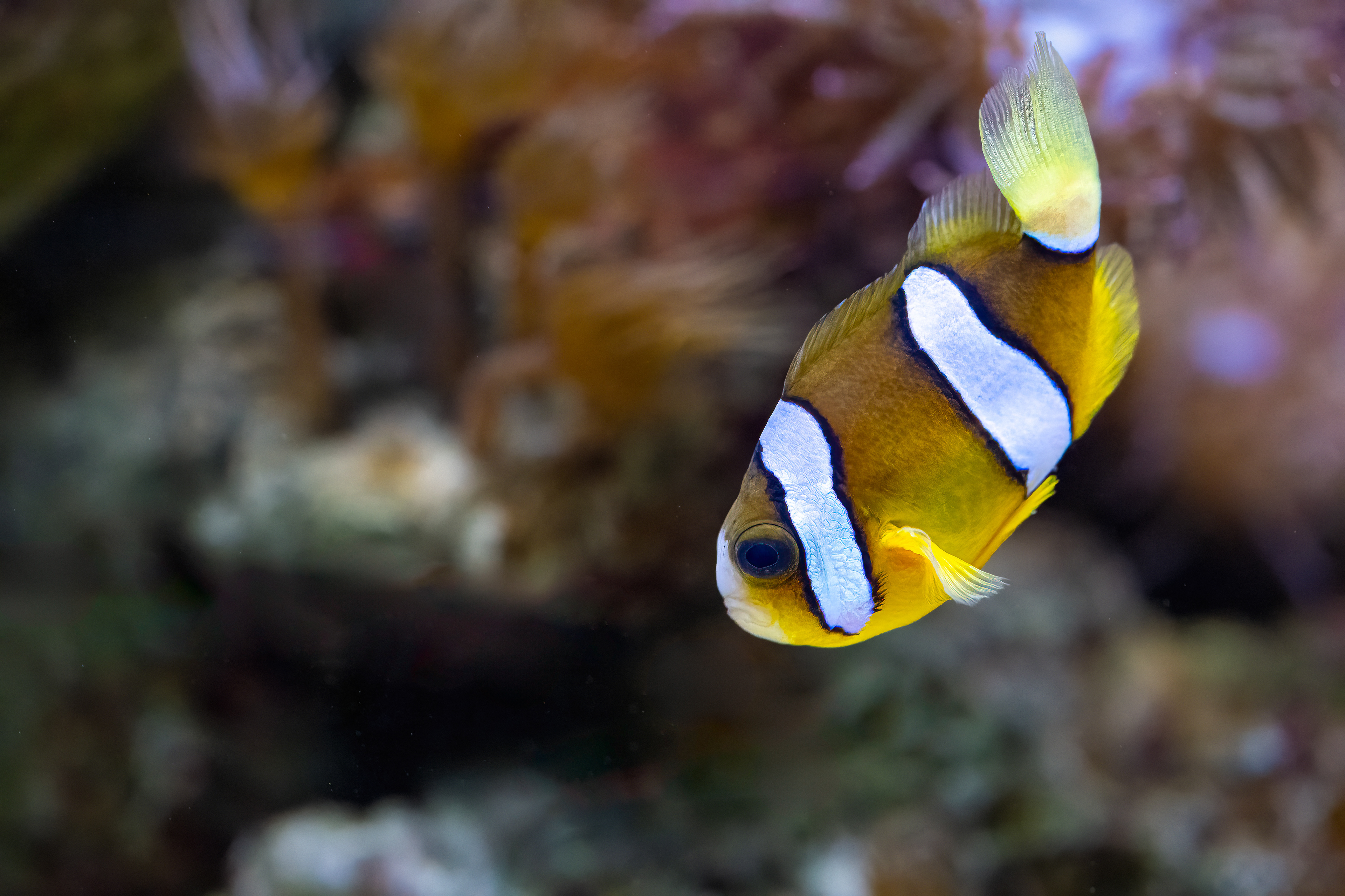  Klaun Clarkův (Amphiprion clarkii)