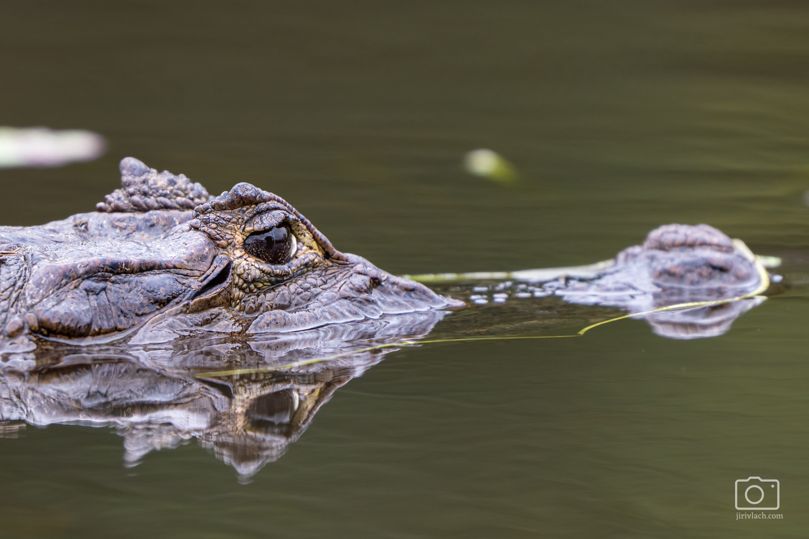 Kajman brýlový (Spectacled caiman, Caiman crocodilus), Kostarika, 01/2025