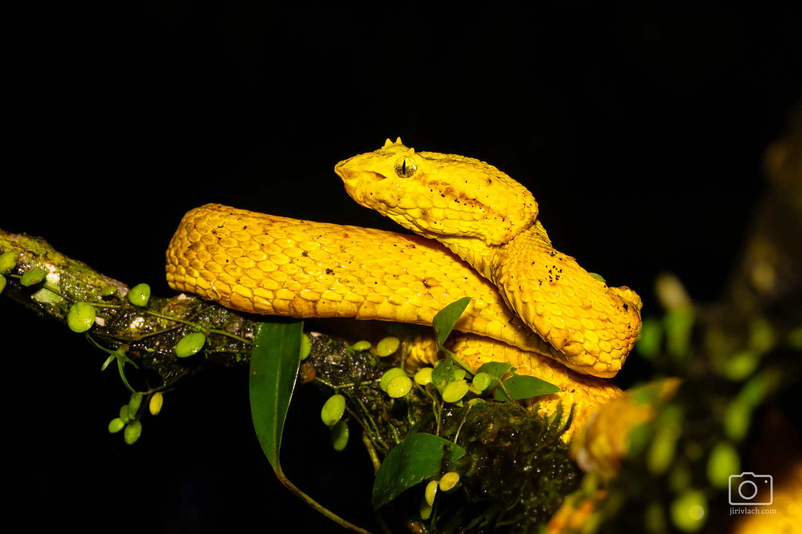 Křovinář ostnitý (Eyelash viper, Bothriechis schlegelii)