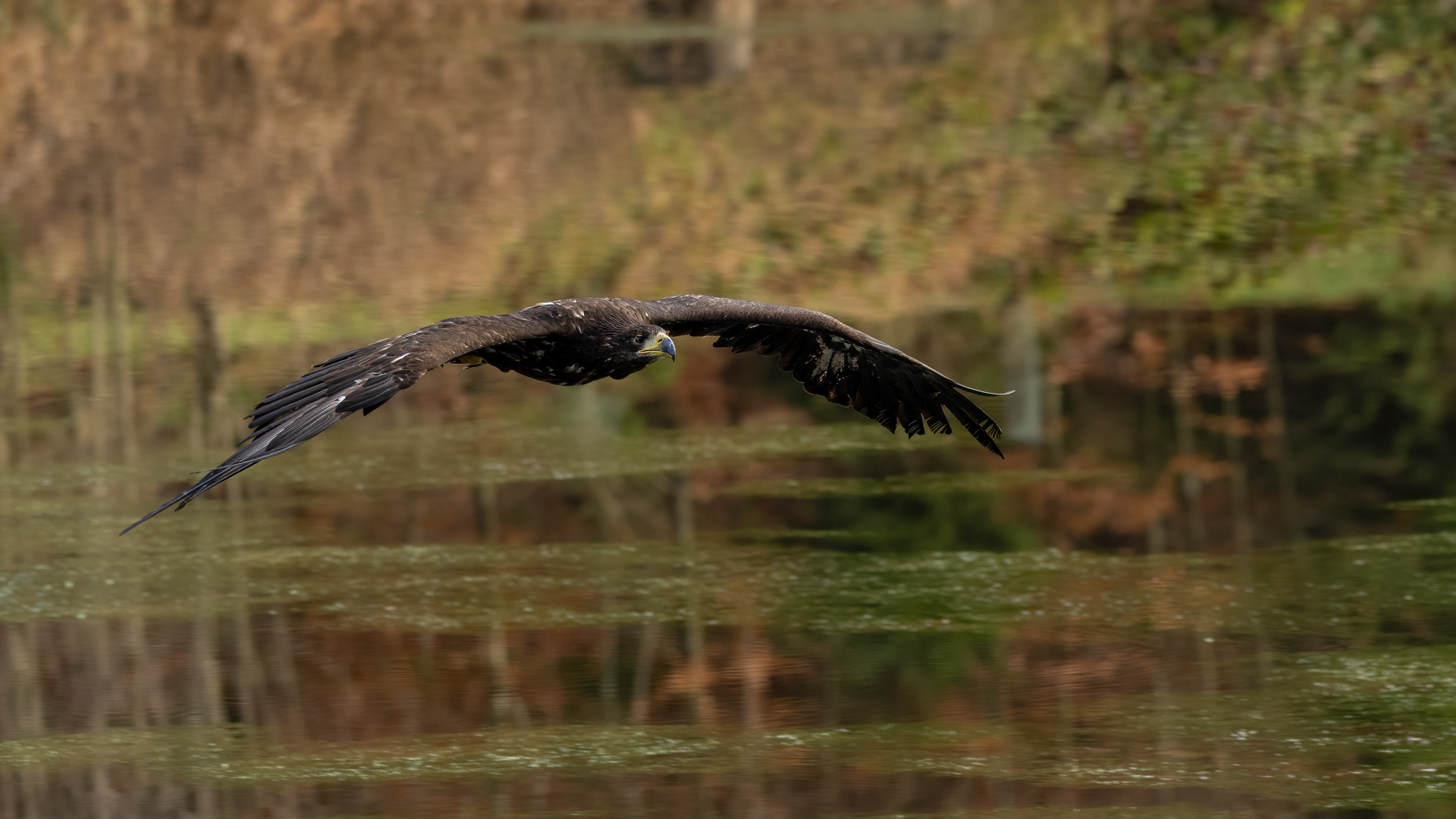 Orel mořský (Haliaeetus albicilla), Vysočina, 11/2022