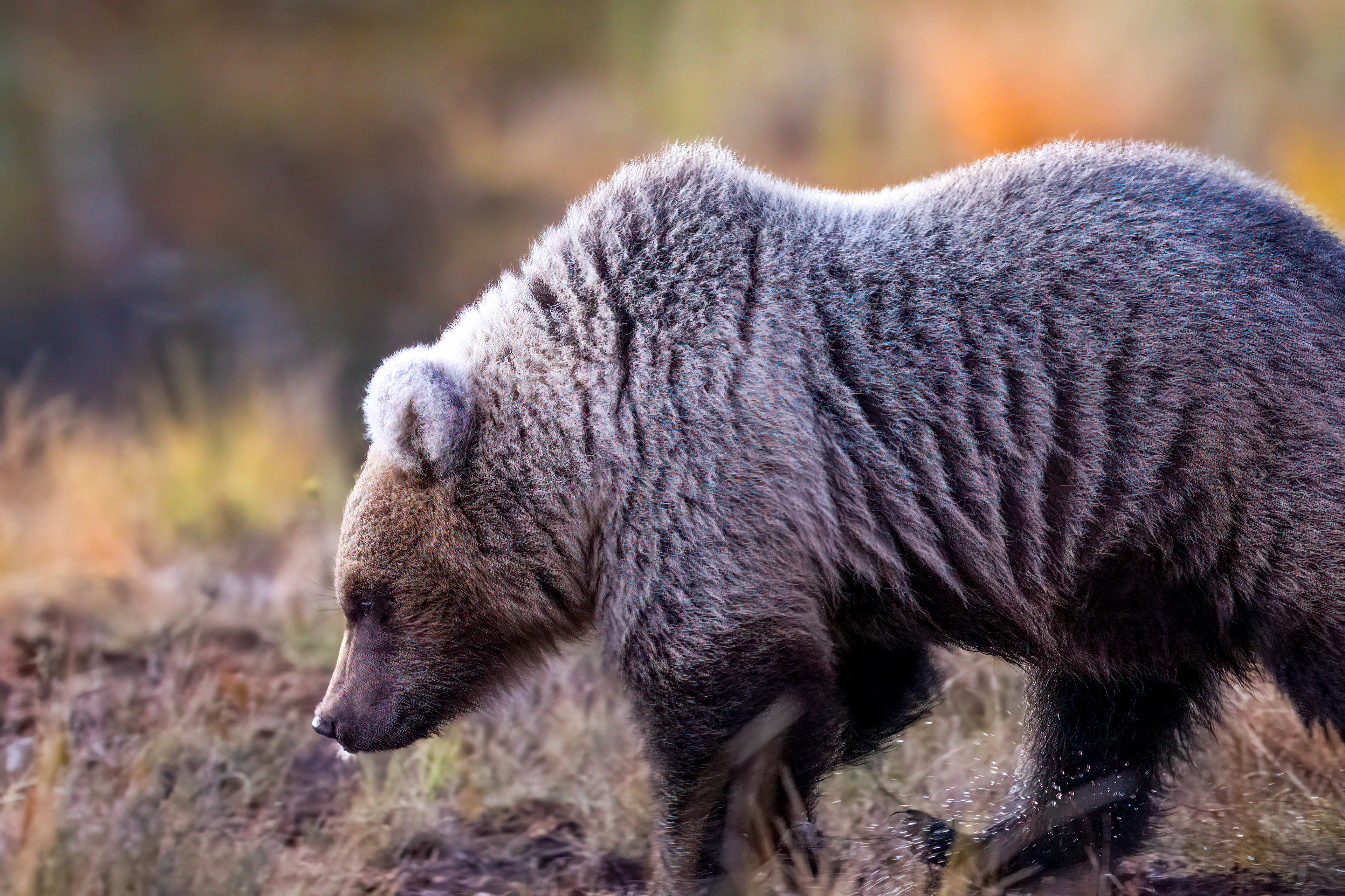 Medvěd hnědý (Ursus arctos), Finsko, 09/2025
