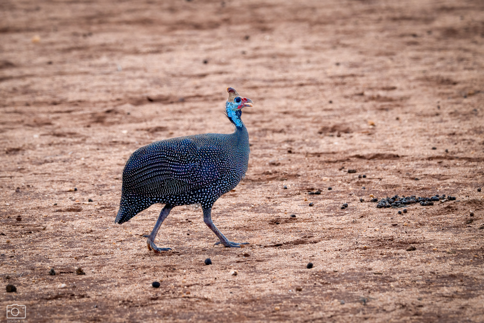 Perlička kropenatá (Numida meleagris), Kenya, 12/2025