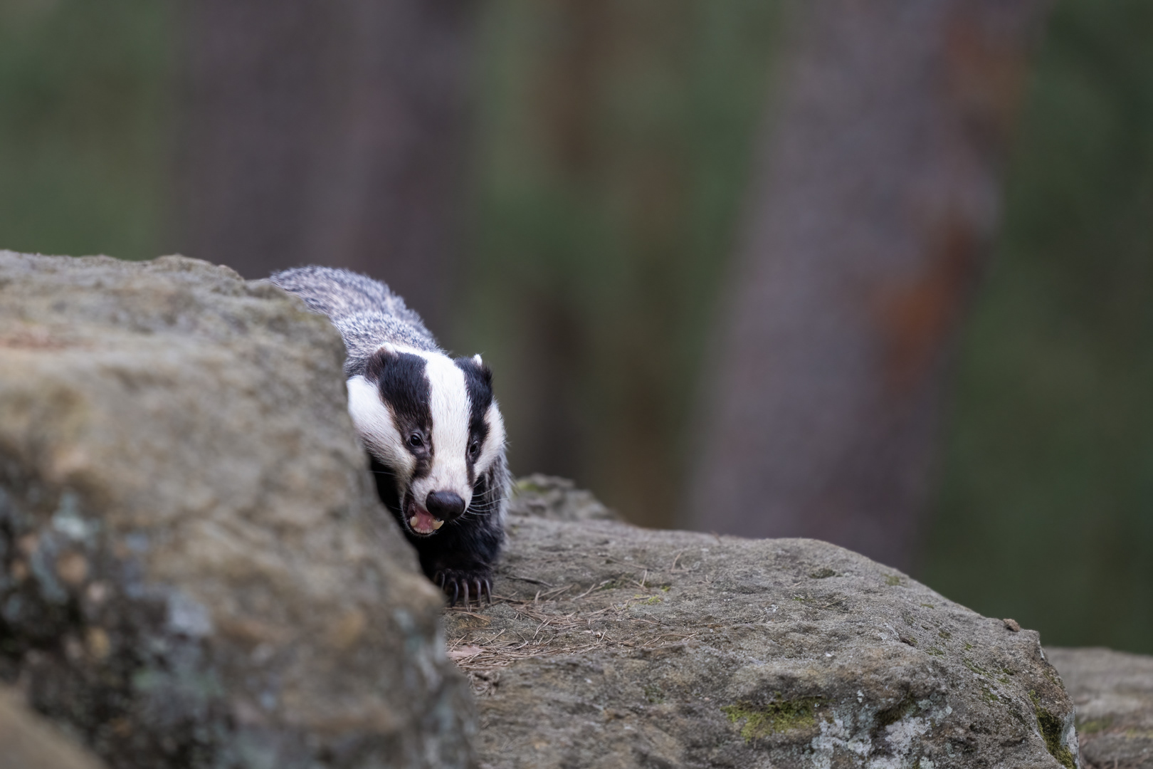 Jezevec lesní (Meles meles), Vysočina, 03/2024
