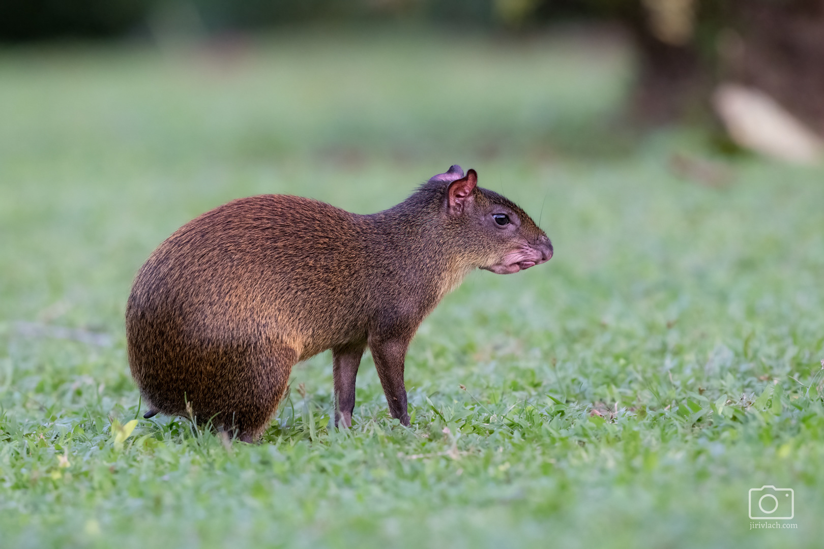Aguti středoamerický (Central American agouti, Dasyprocta punctata), Kostarika, 01/2025