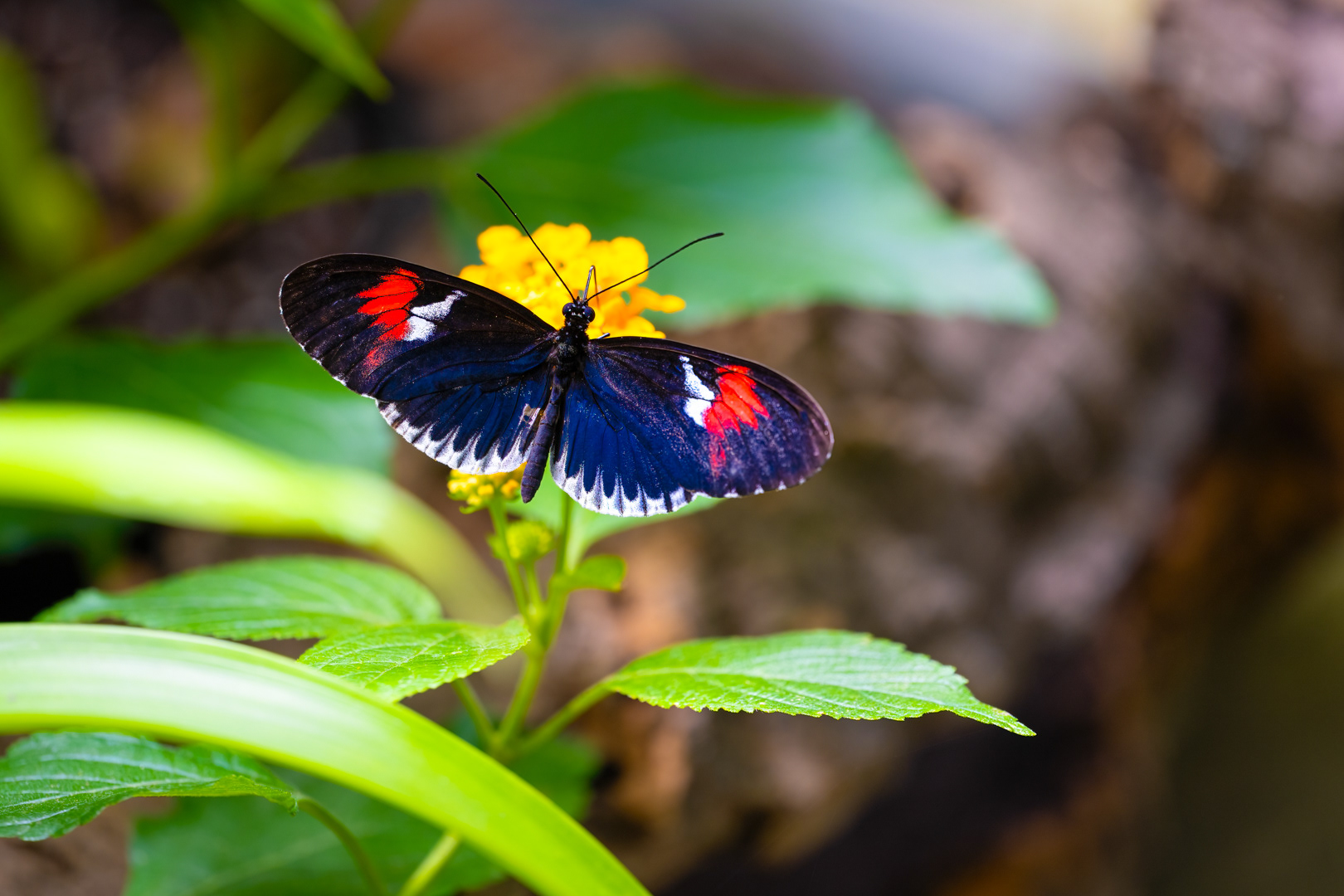 Heliconius melpomene (Postman butterfly), Fata Morgana, Praha, 05/2024