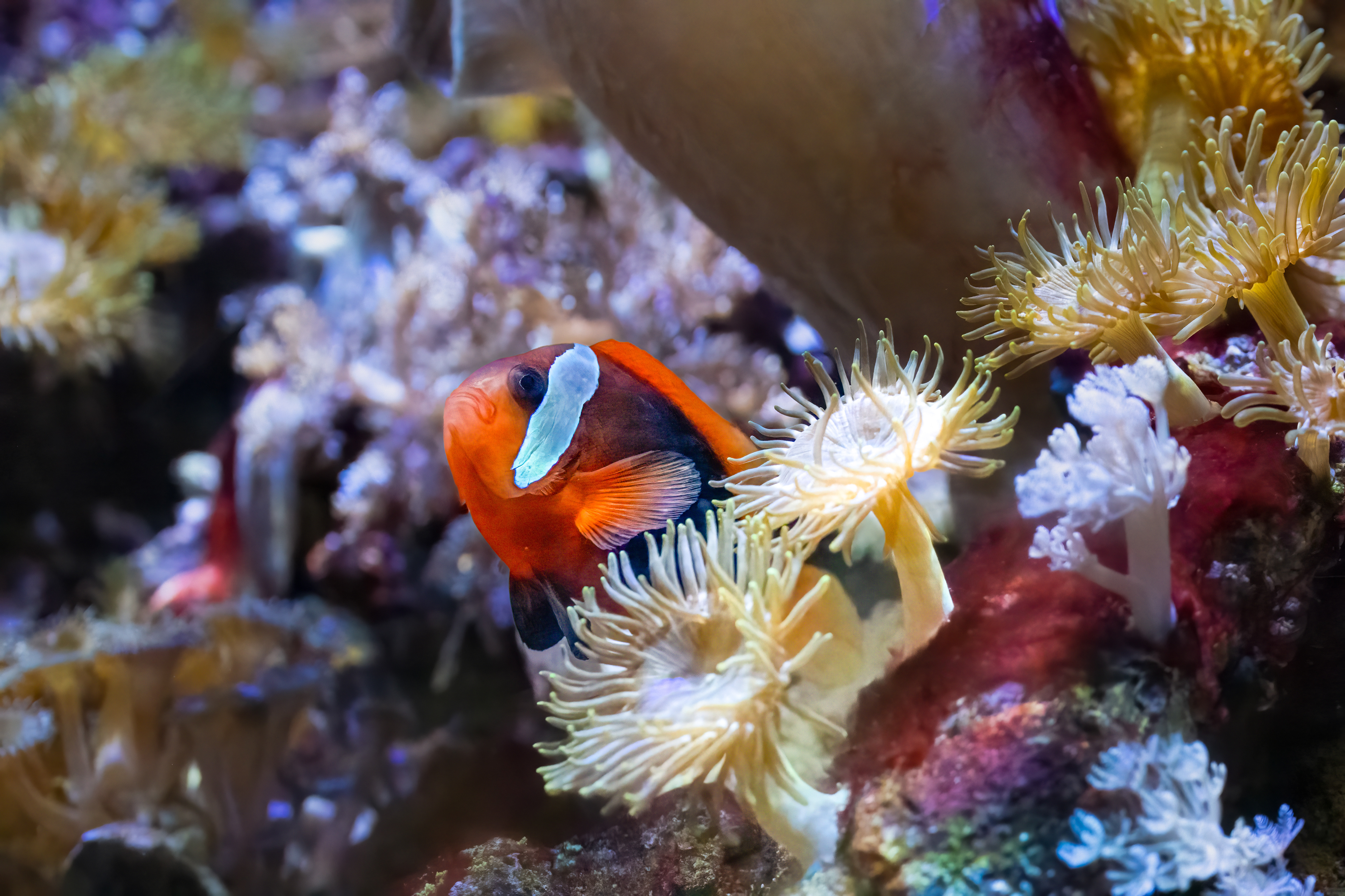 Klaun Clarkův (Amphiprion clarkii)