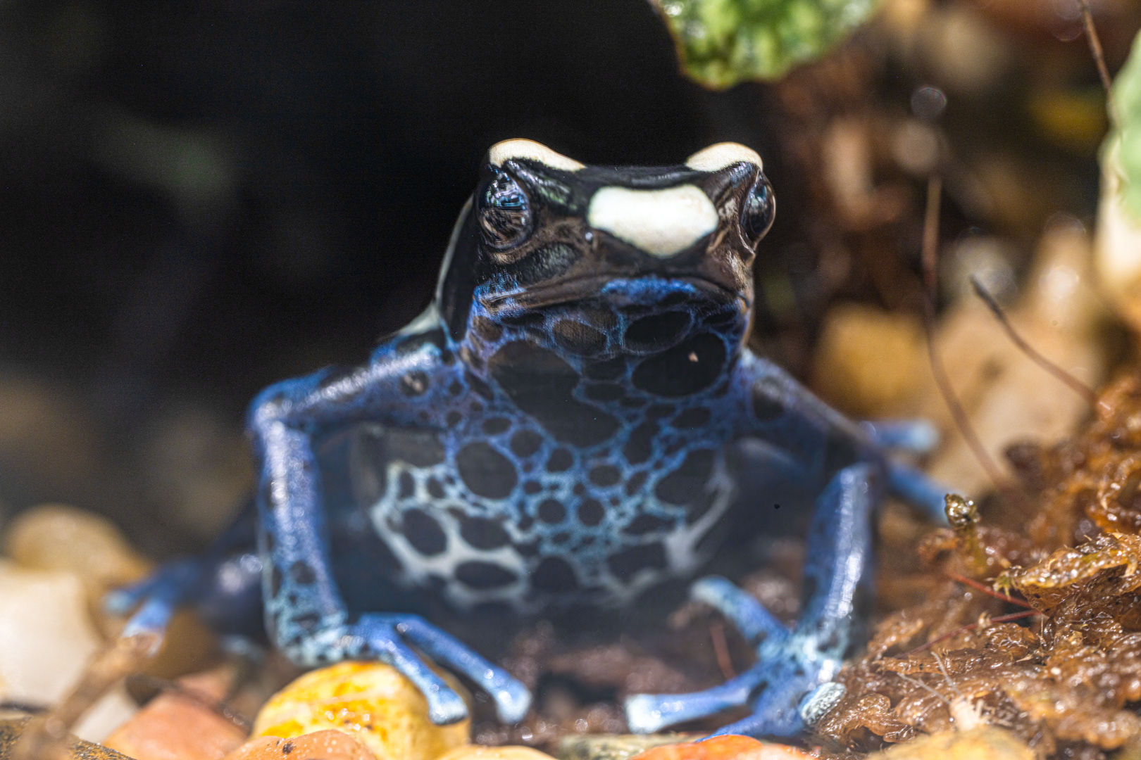 Pralesnička barvířská (Dendrobates tinctorius), 08/2024