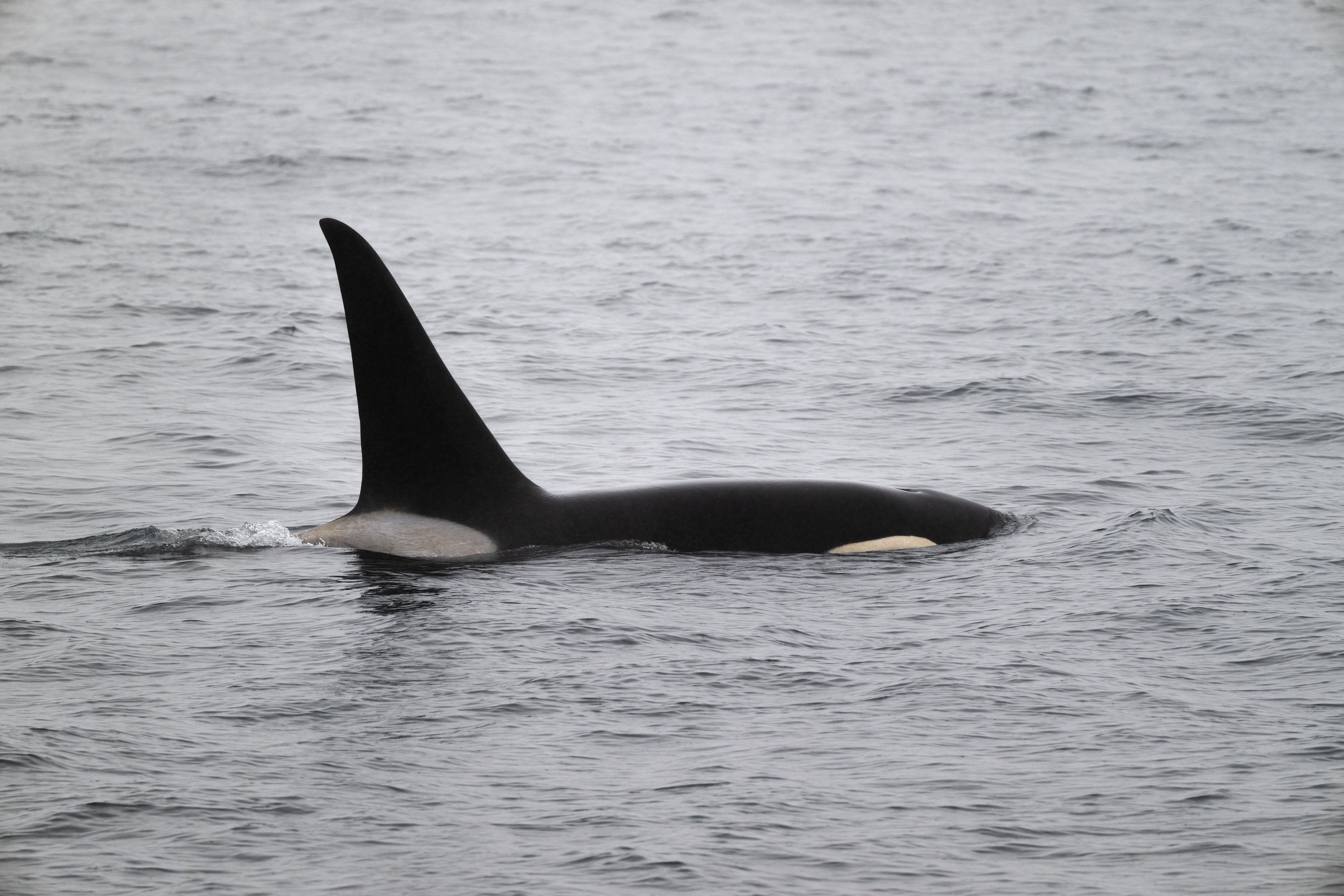Kosatka dravá (Orcinus orca), Aljaška, 07/2023