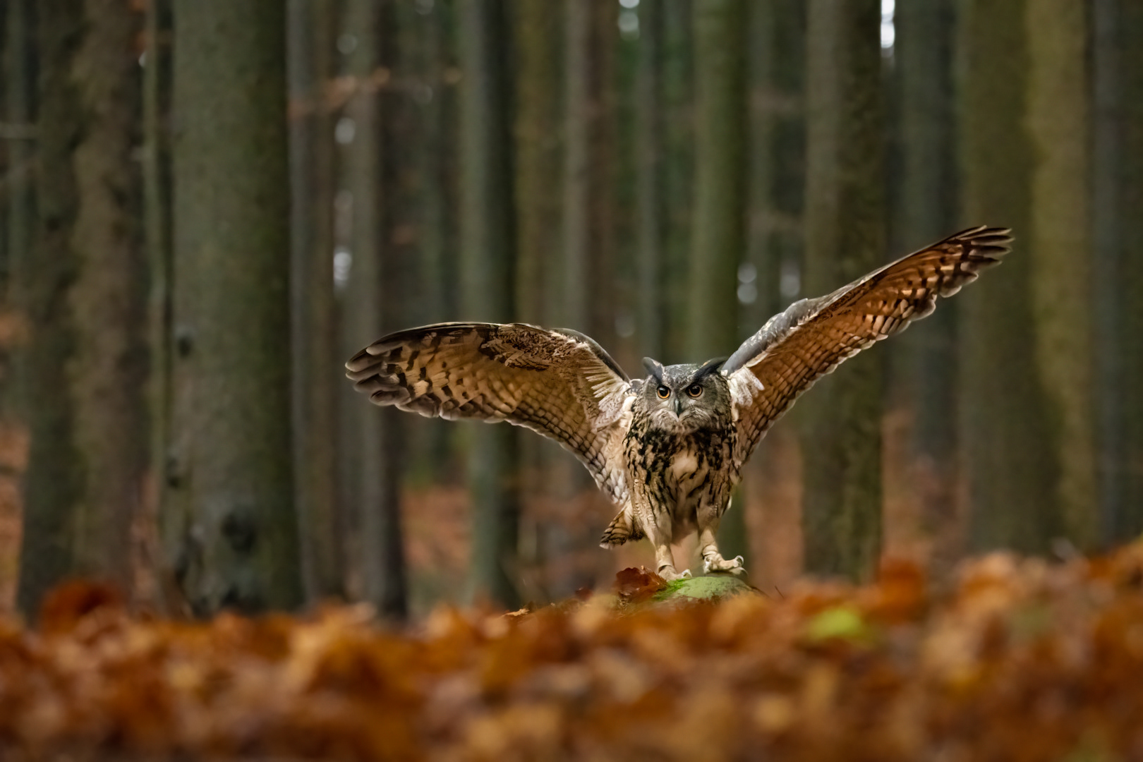Výr velký (Bubo bubo), Vysočina, 11/2022