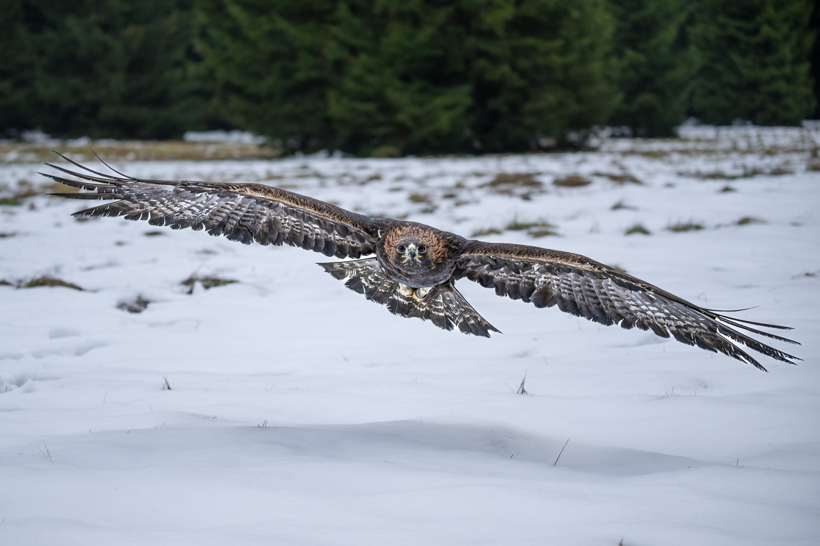 Orel skalní (Aquila chrysaetos), Vysočina, 12/2022