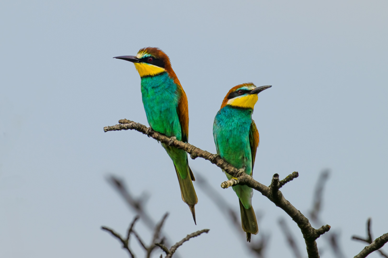 Vlha pestrá (Merops apiaster), jižní Morava, 06/2023