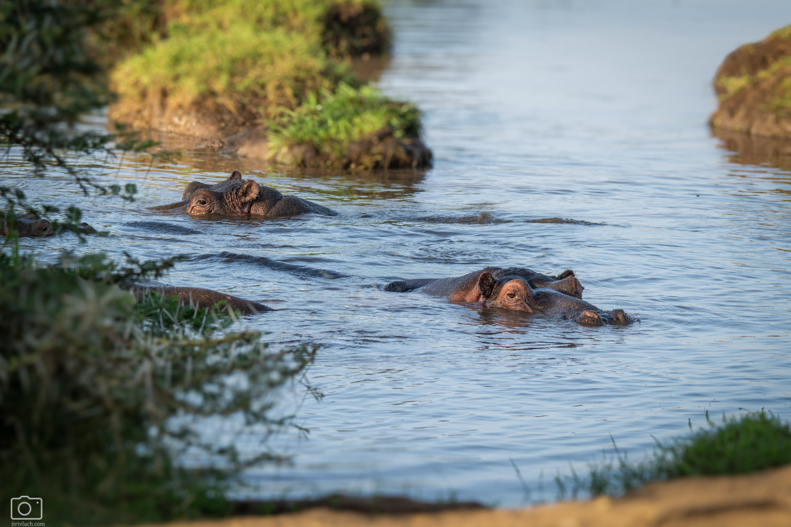 Hroch obojživelný (Hippopotamus amphibius), Kenya, 12/2025