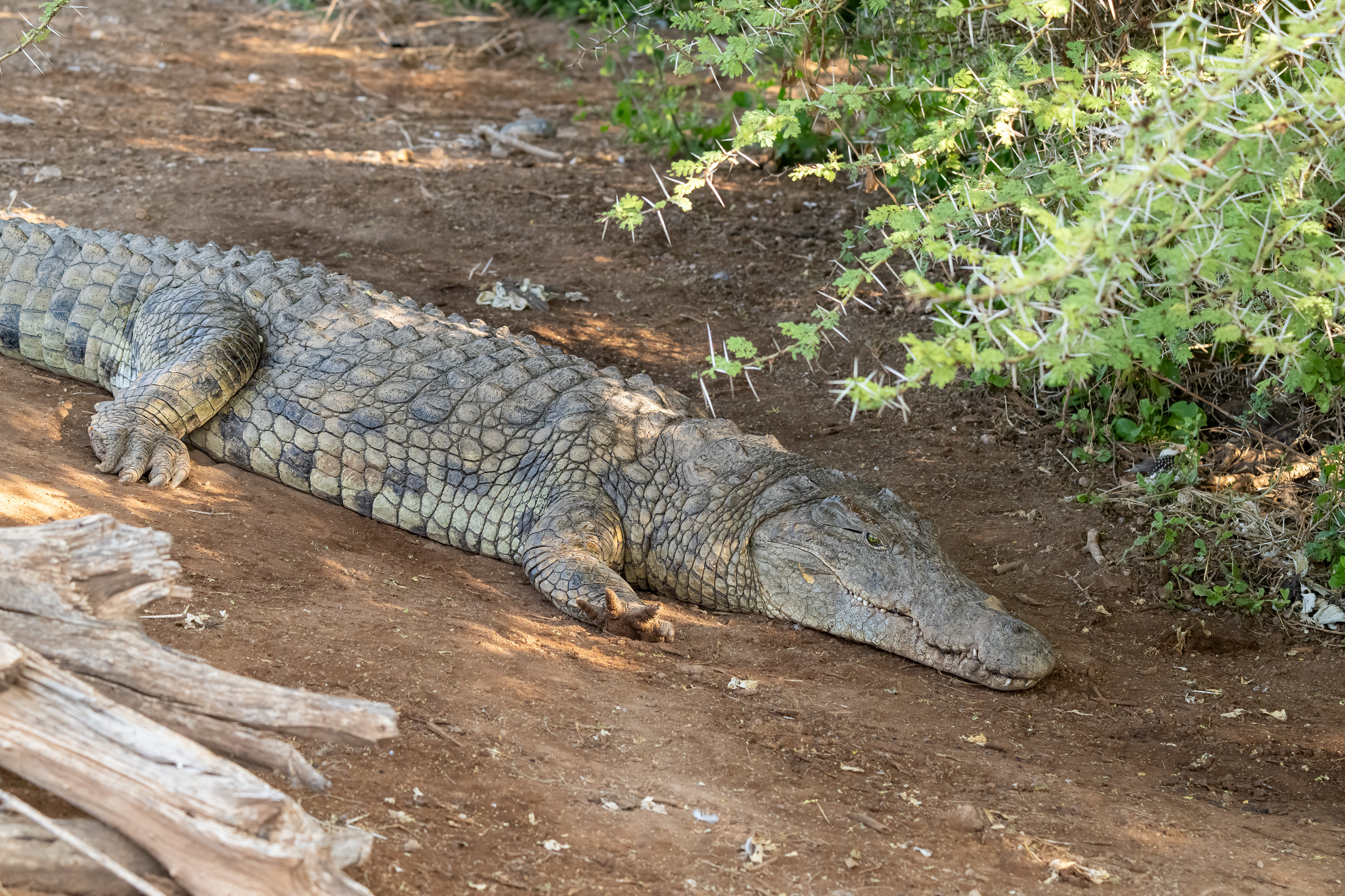 Krokodýl nilský (Crocodylus niloticus), Kenya, 12/2025