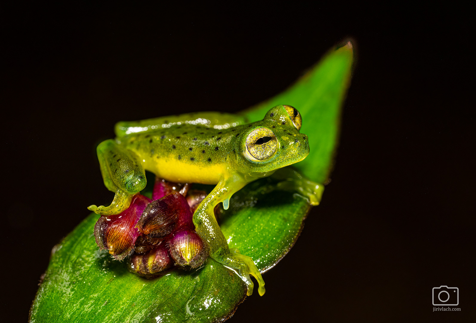 Rosněnka průsvitná (Emerald glass frog, Centrolene prosoblepon)