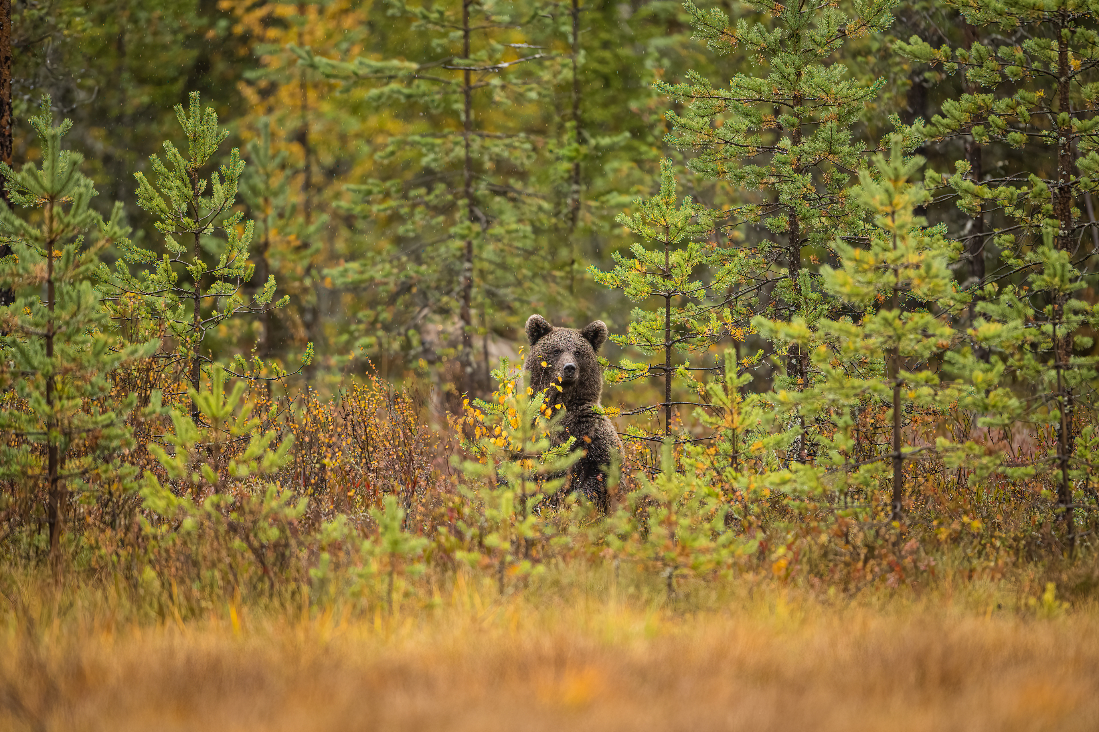 Medvěd hnědý (Ursus arctos), Finsko, 09/2022